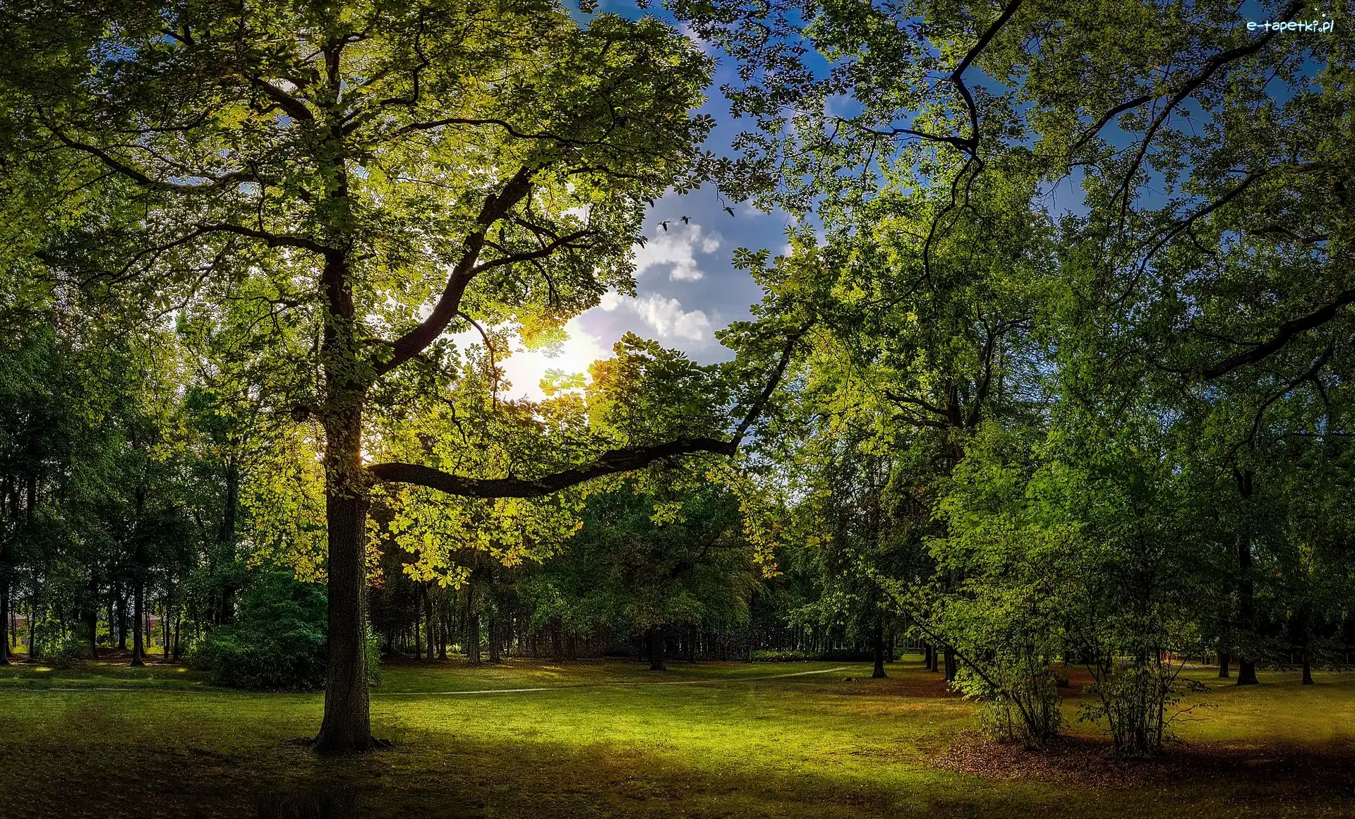 Krzewy, Drzewa, Park