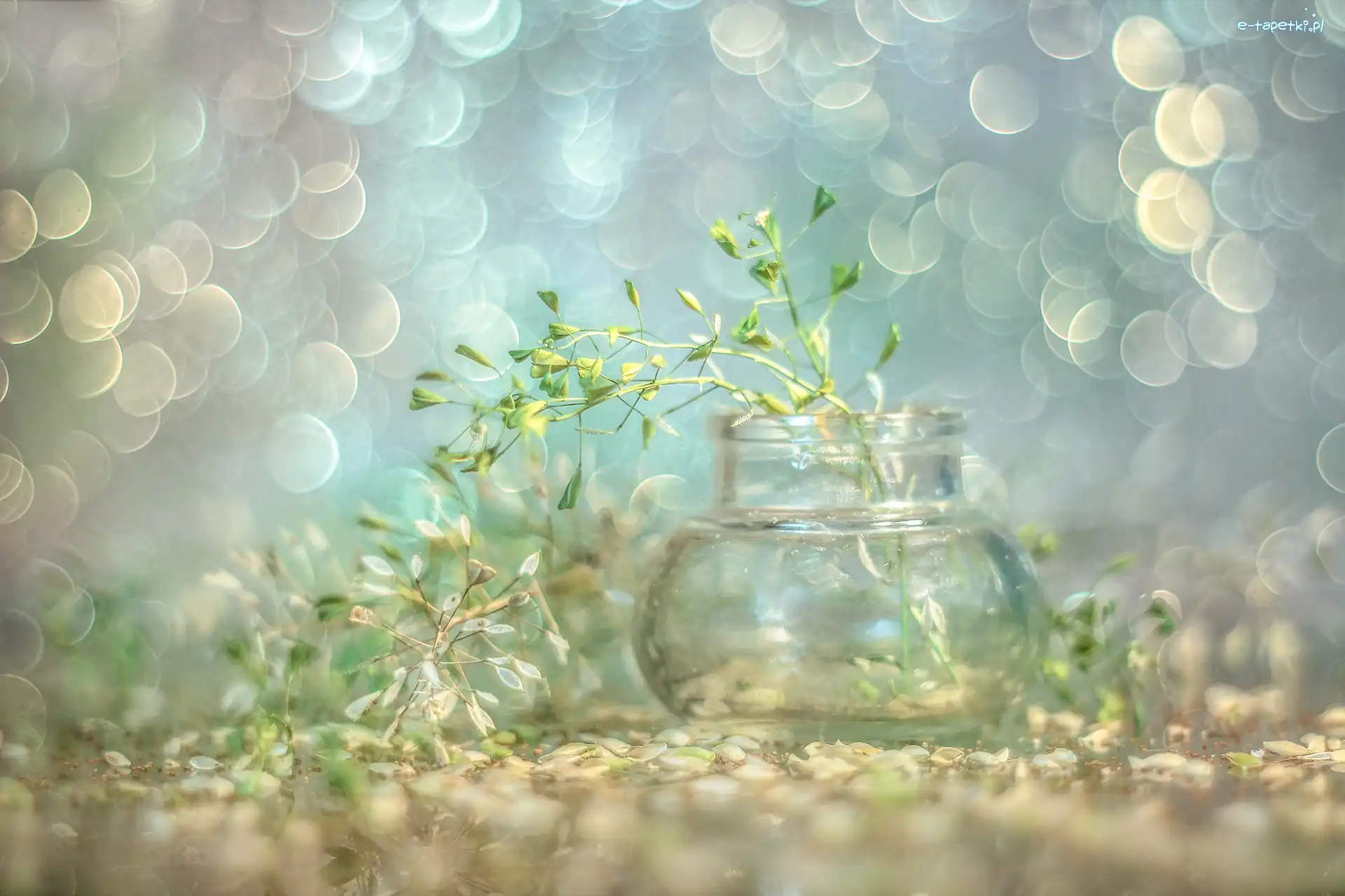 Rośliny, Bokeh, Wazonik, Tasznik pospolity