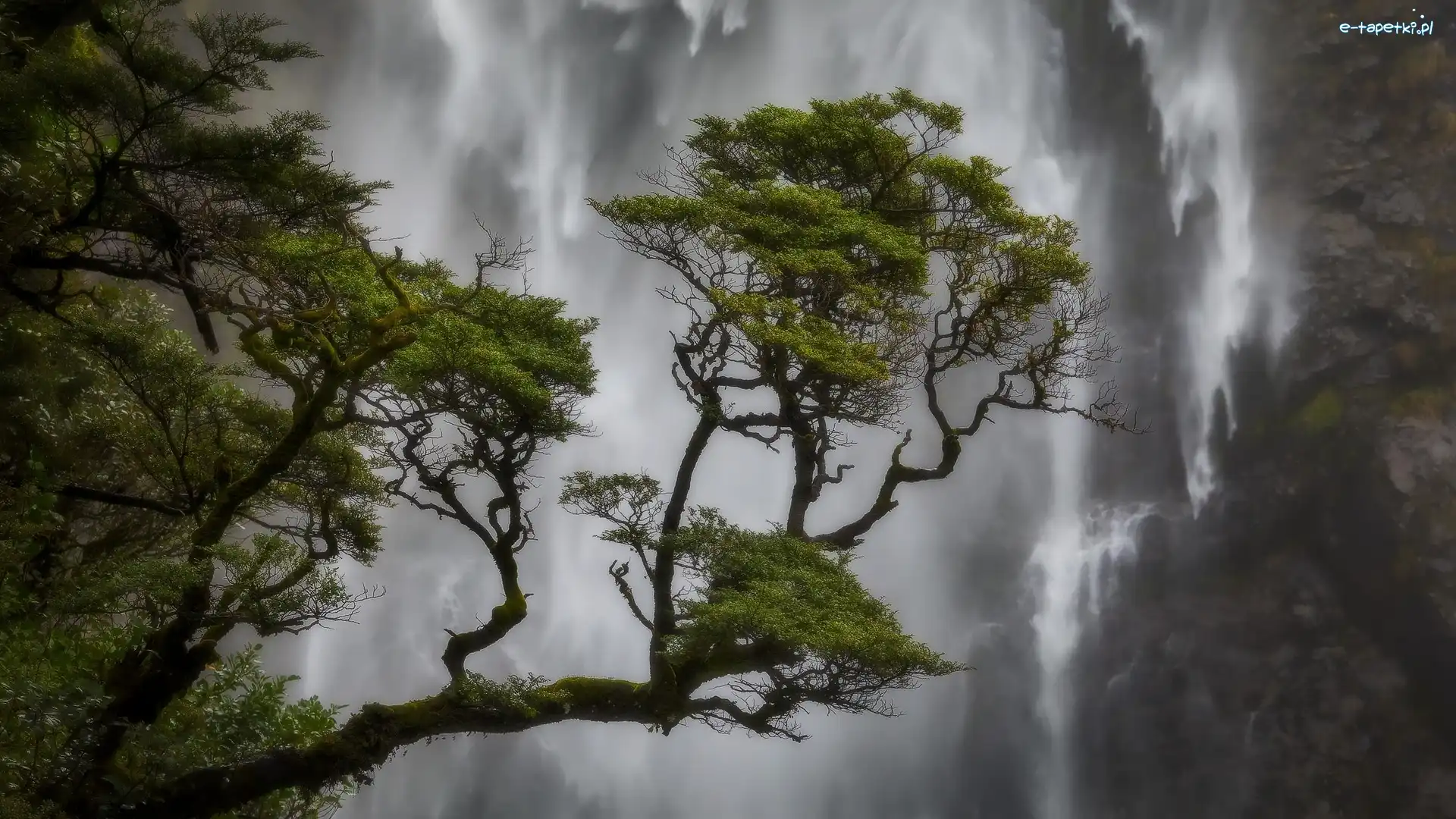Sosny, Nowa Zelandia, Park Narodowy Arthurs Pass, Wodospad Devils Punch Bowl Falls