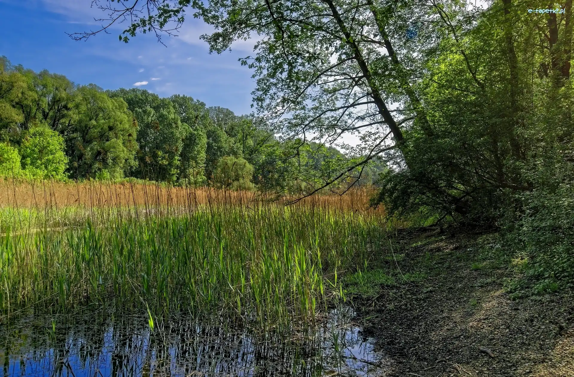 Drzewa, Trzciny, Bagna