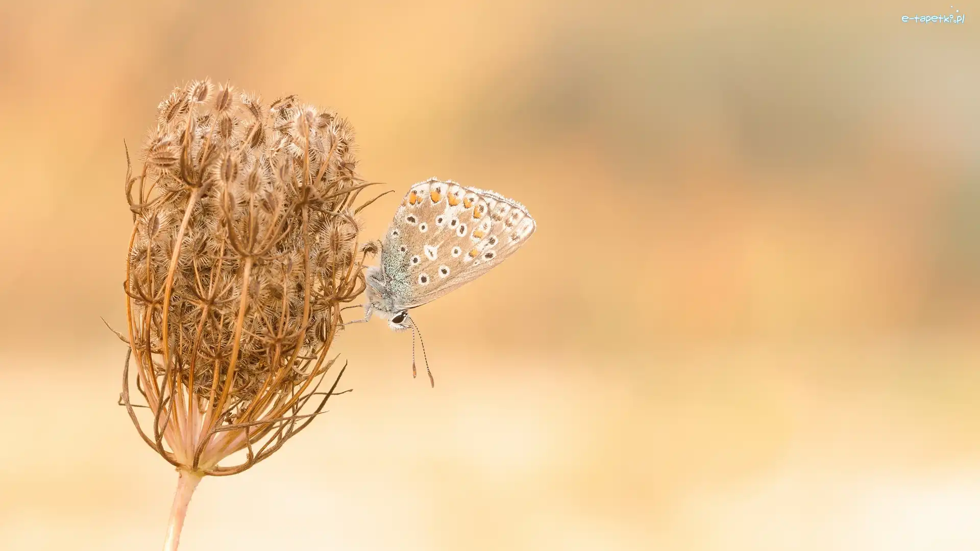 Marchew zwyczajna, Modraszek ikar, Motyl, Roślina