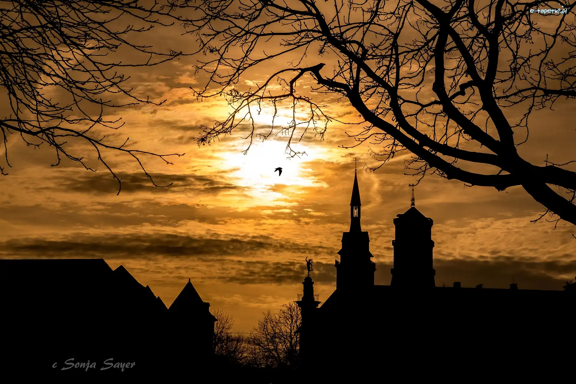Kościół, Wieże, Ptak, Gałęzie, Zachód słońca, Niemcy, Stuttgart, Drzewo, Kolegiata Stiftskirche