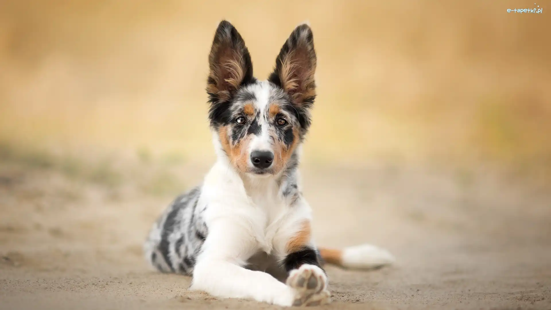 Pies, Mordka, Border collie, Tło, Rozmyte
