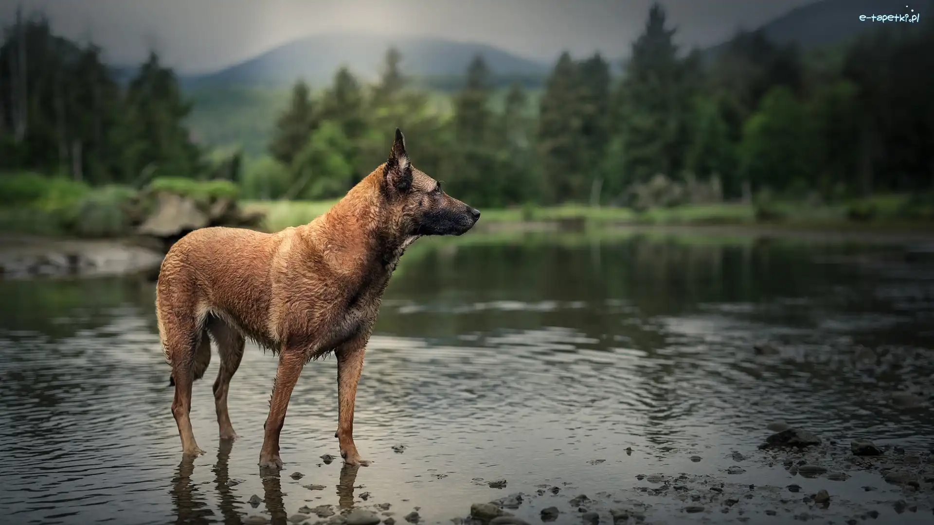 Pies, Rzeka, Owczarek belgijski Malinois, Las, Rozmyty