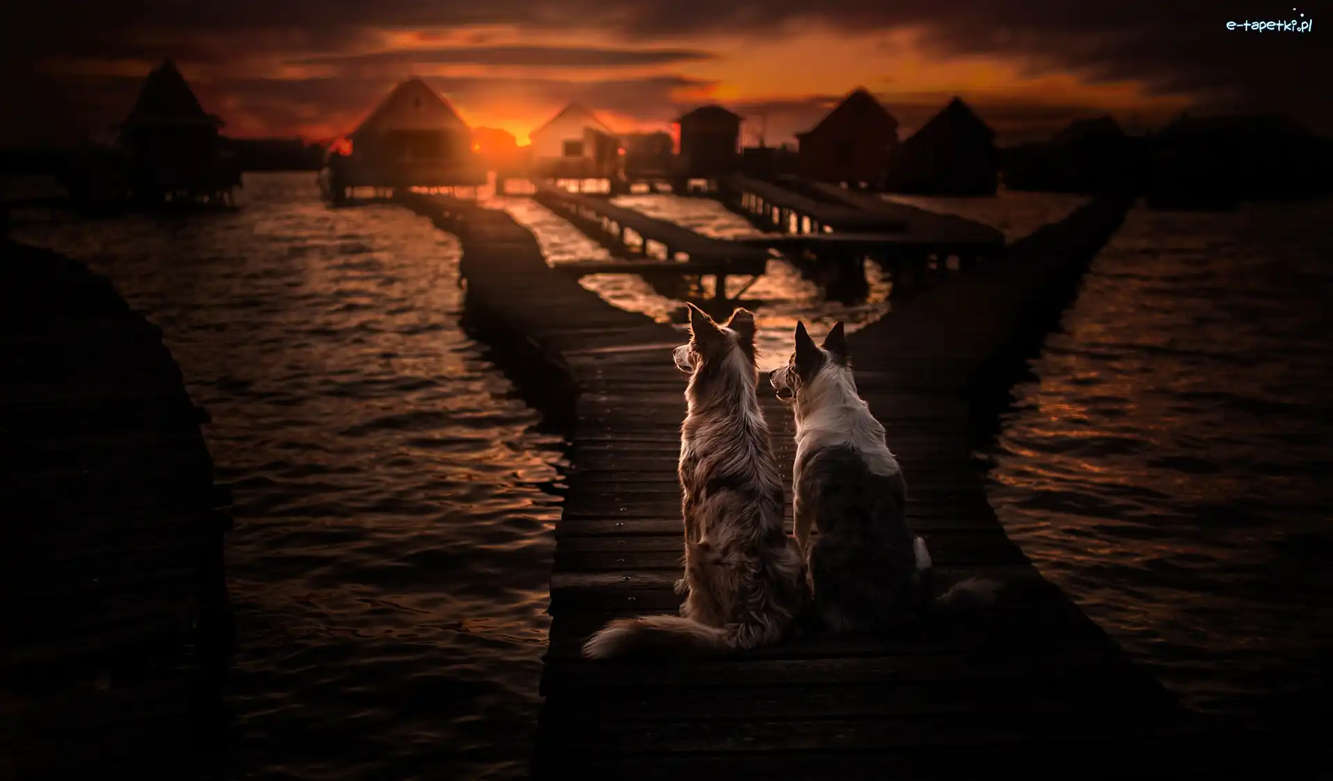 Pomost, Kładka, Zachód słońca, Morze, Border collie