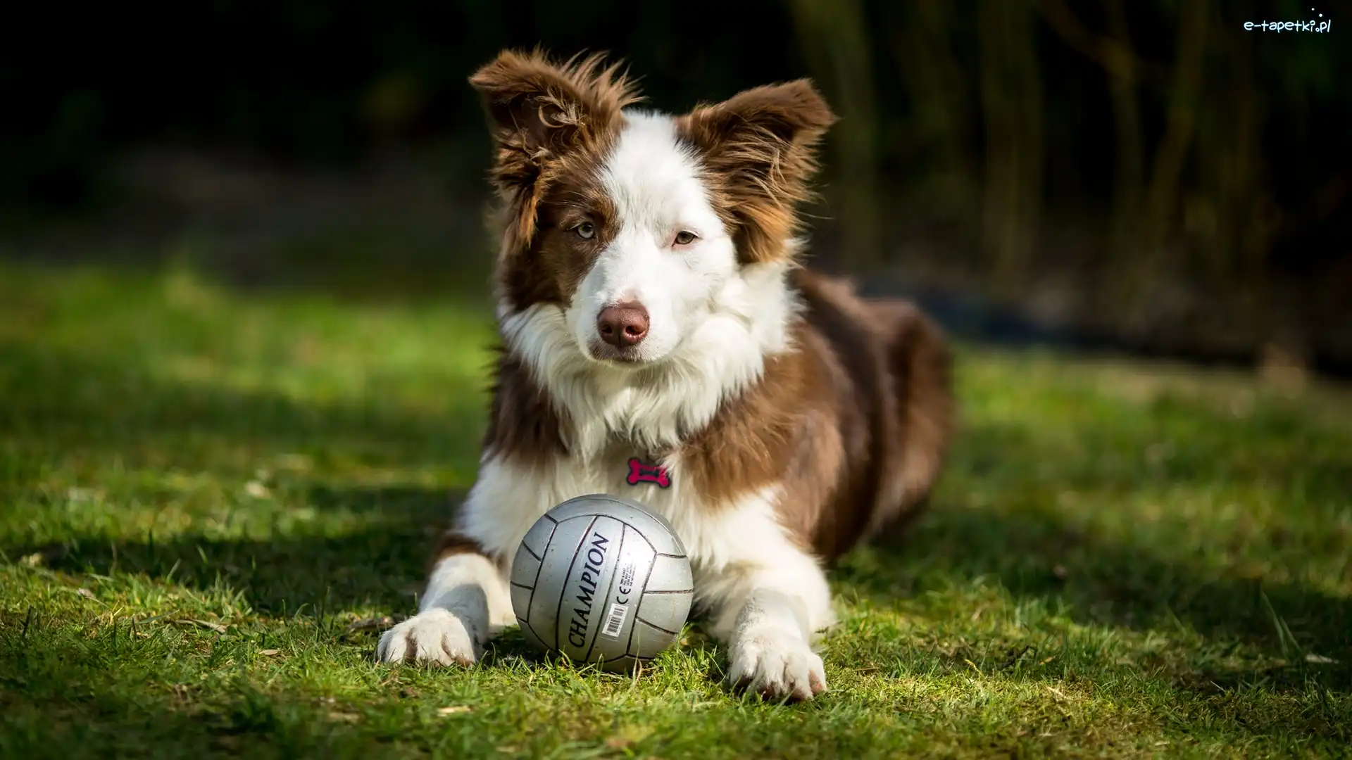 Border collie, Trawa, Piłka, Pies