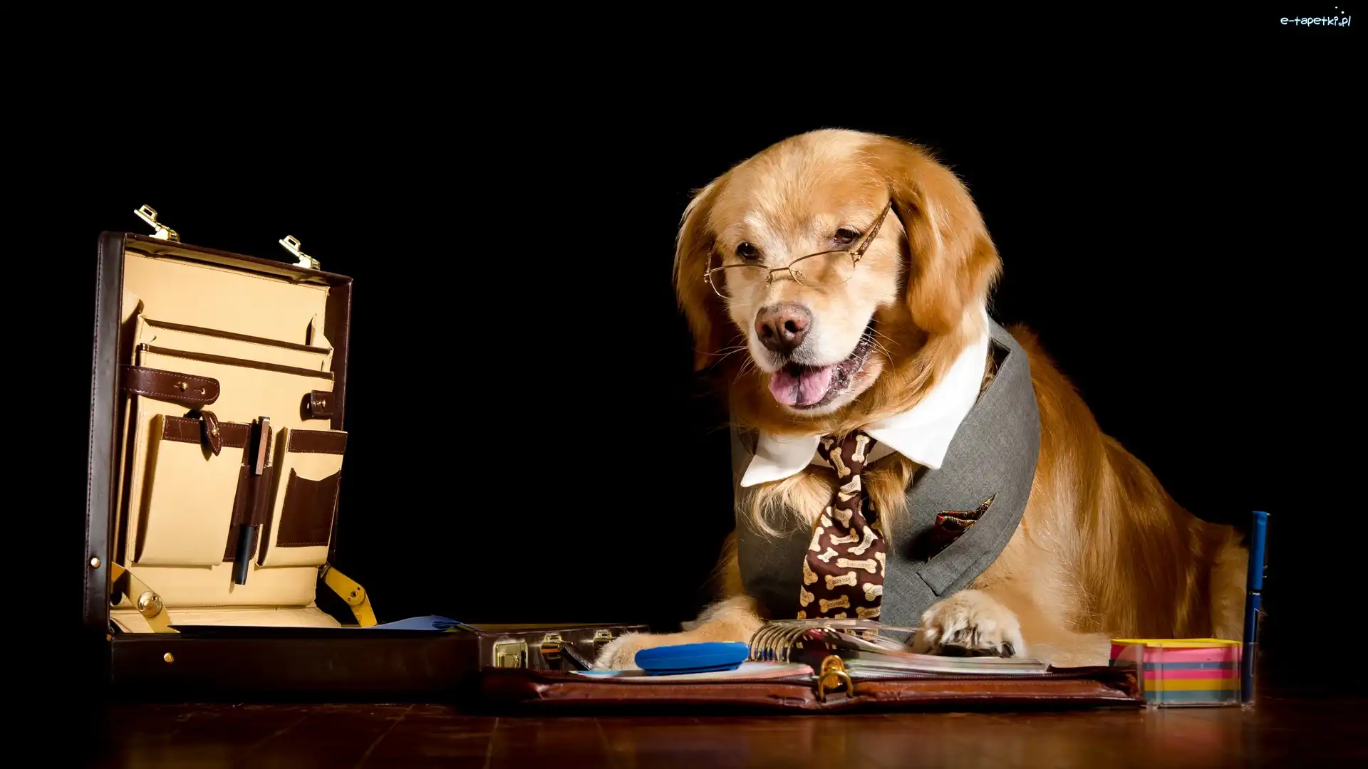 Pracocholik, Okulary, Krawat, Golden retriever, Pies, Dokumenty, Teczka