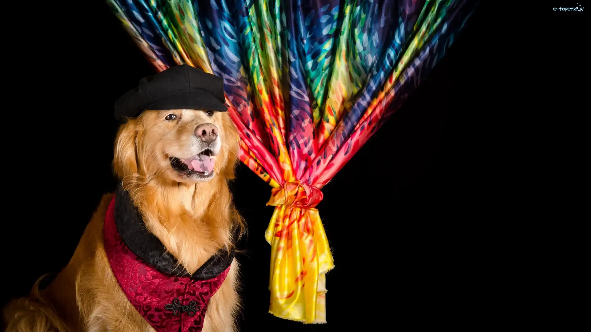 Ubranko, Mordka, Kapelusz, Zasłona, Golden retriever, Pies