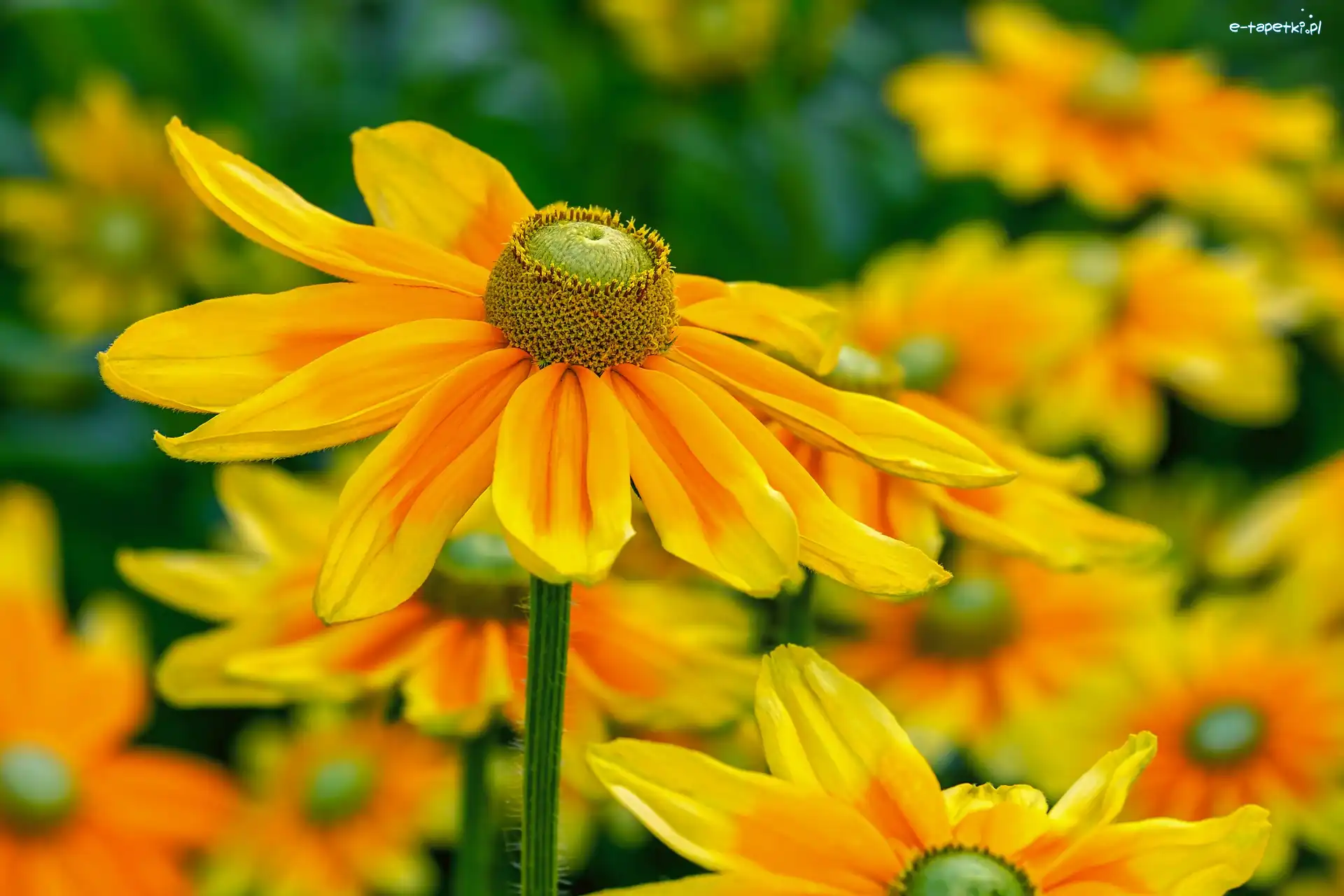 Kwiaty, Rozmyte tło, Rudbekia naga, Żółte
