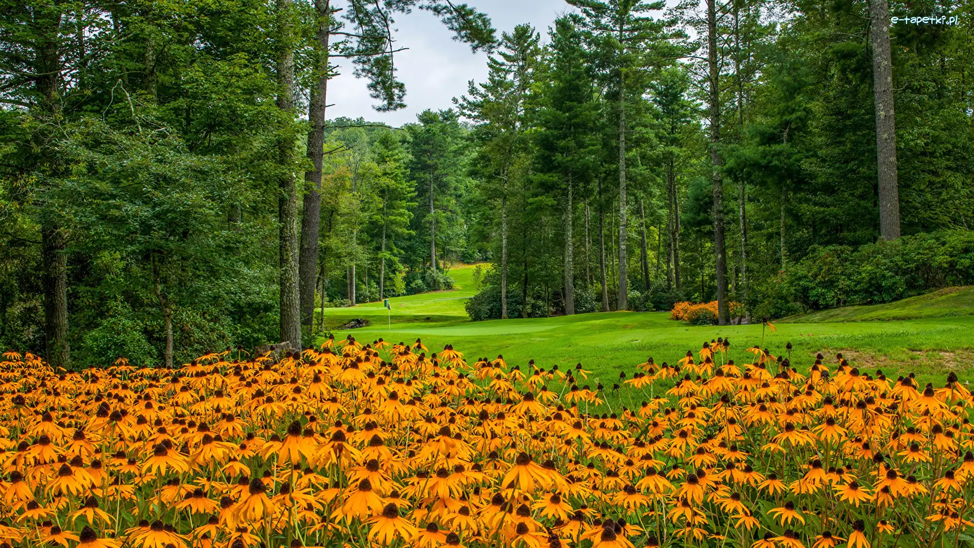 Park, Rudbekia, Kwiaty, Drzewa, Trawniki