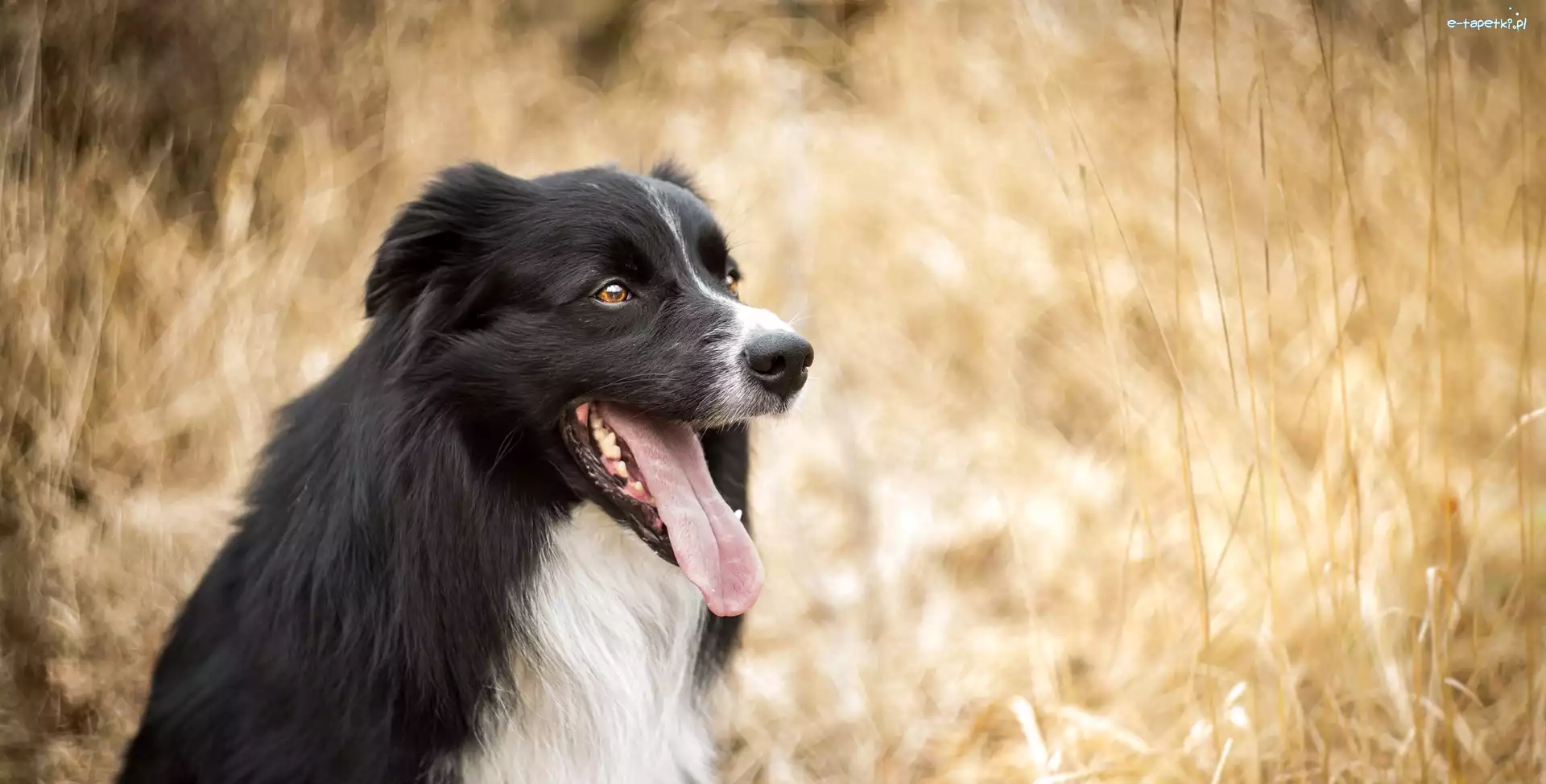 Bokeh, Mordka, Jęzor, Border collie, Pies, Tło, Rozmyte