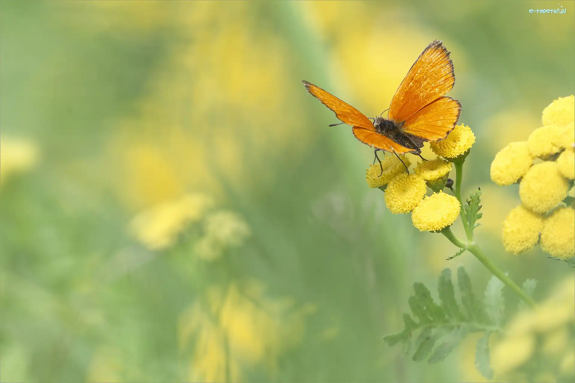 Kwiat, Pomarańczowy, Wrotycz, Czerwończyk dukacik, Motyl