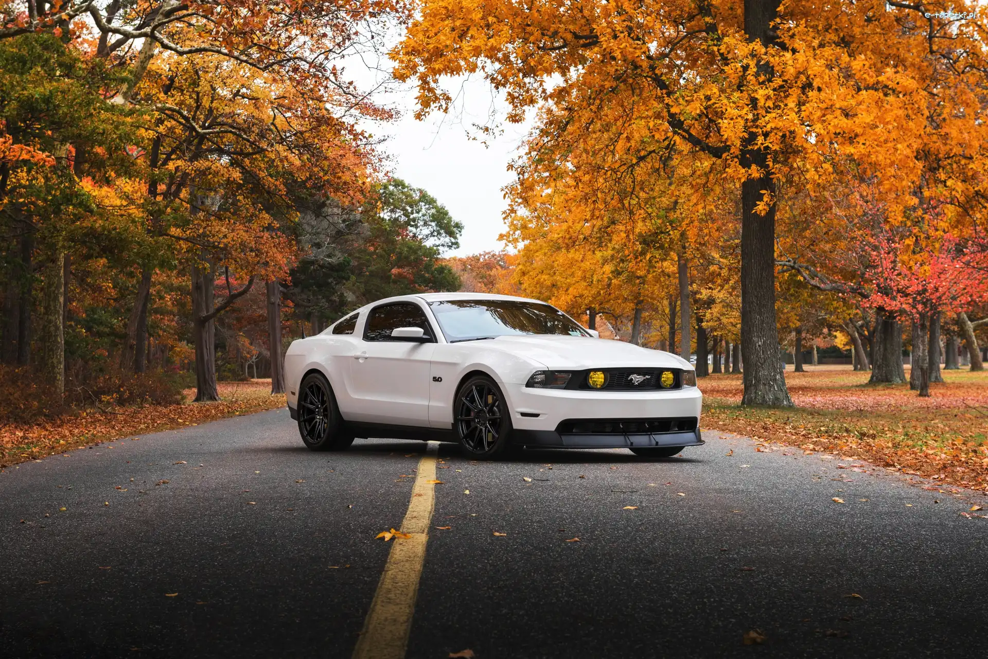 Ford Mustang GT, Drzewa, 2011, Biały