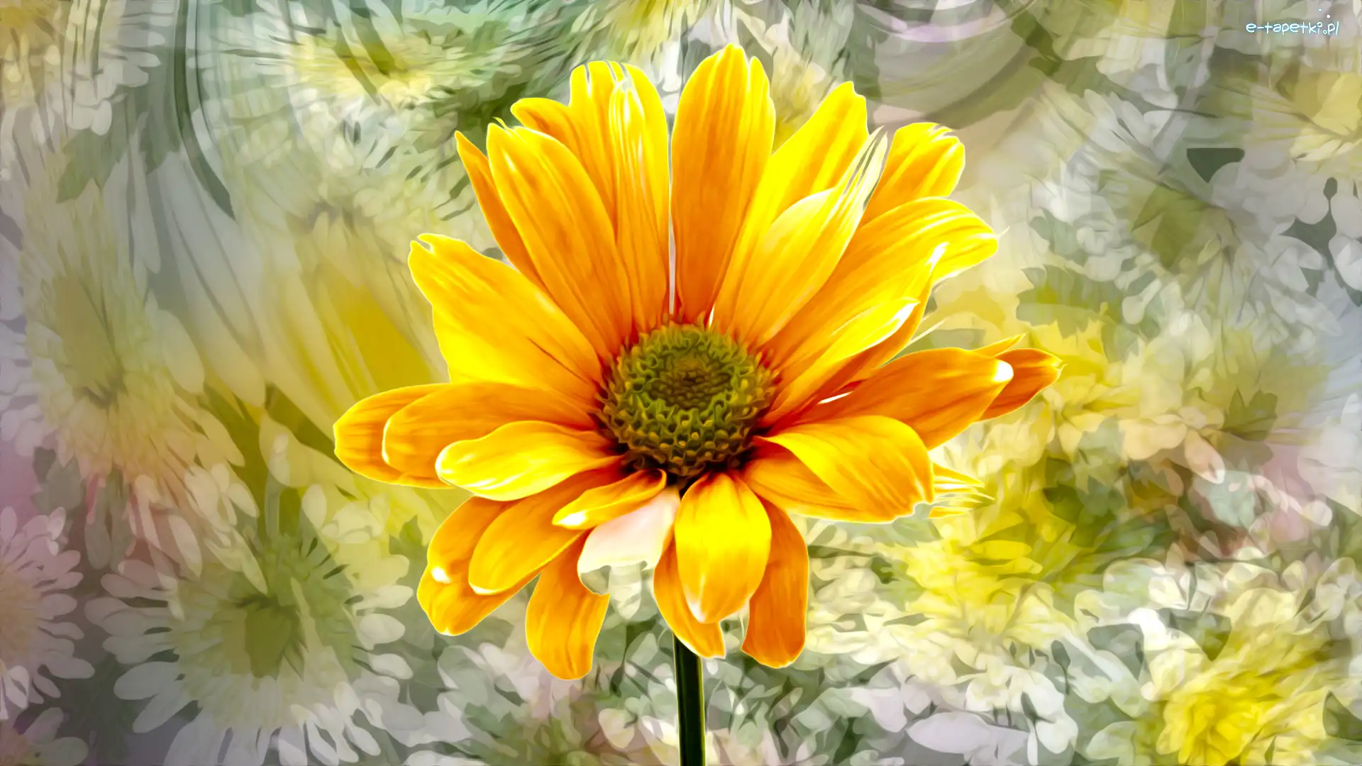 Rudbekia, Kolorowe tło, Grafika, Kwiat