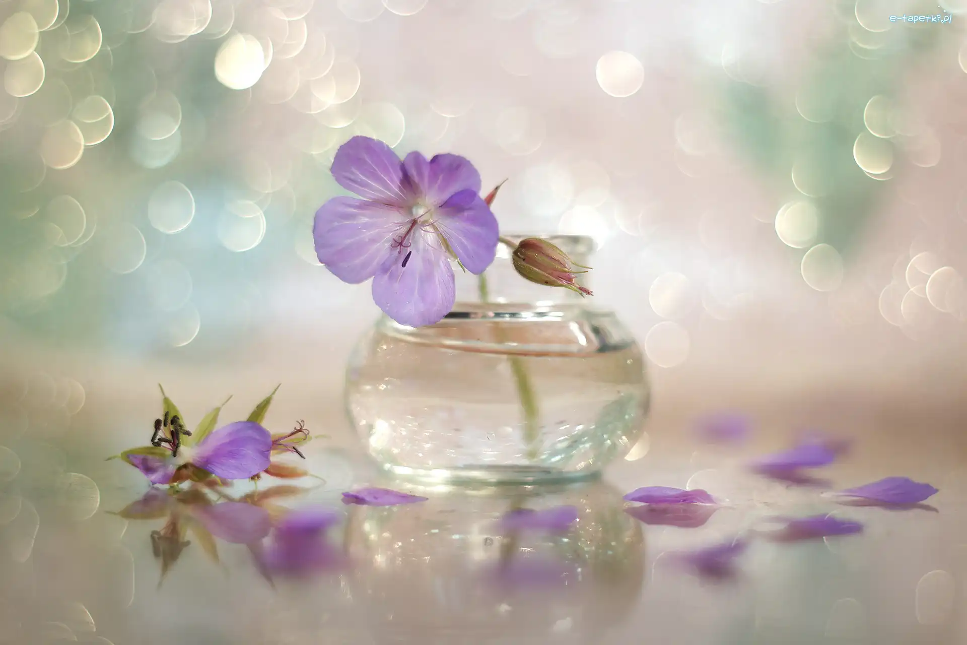 Bokeh, Wazonik, Bodziszek