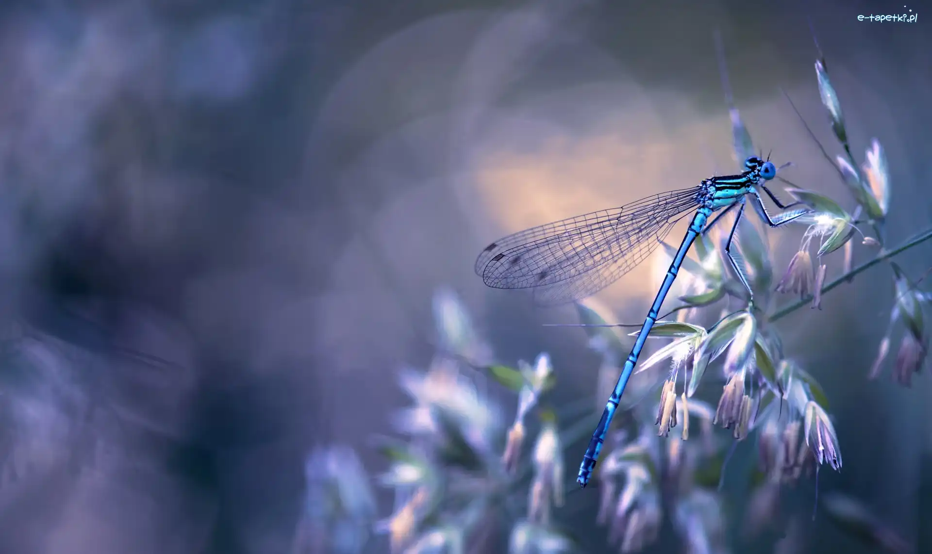 Światło, Roślinka, Kwiatki, Bokeh, Ważka, Niebieska