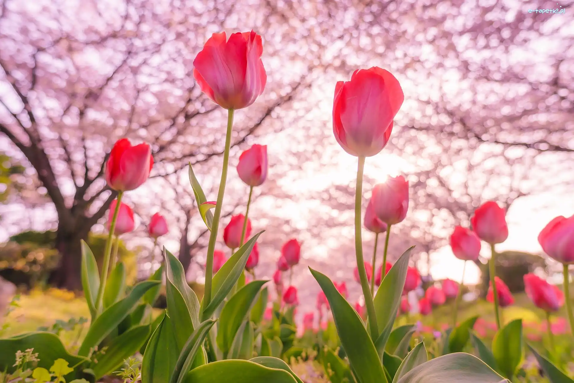 Tulipany, Wiosna, Drzewa, Kwiaty