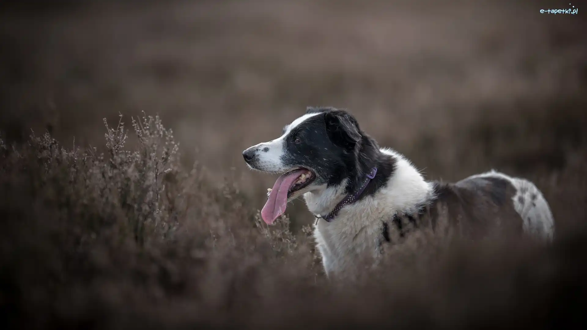 Łąka, Mordka, Jęzor, Rośliny, Border collie, Pies