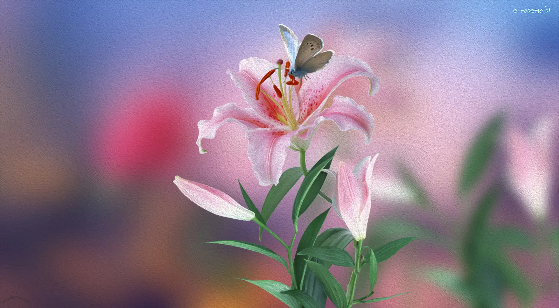 Kwiat, Lilia, Różowa, Grafika, Motyl