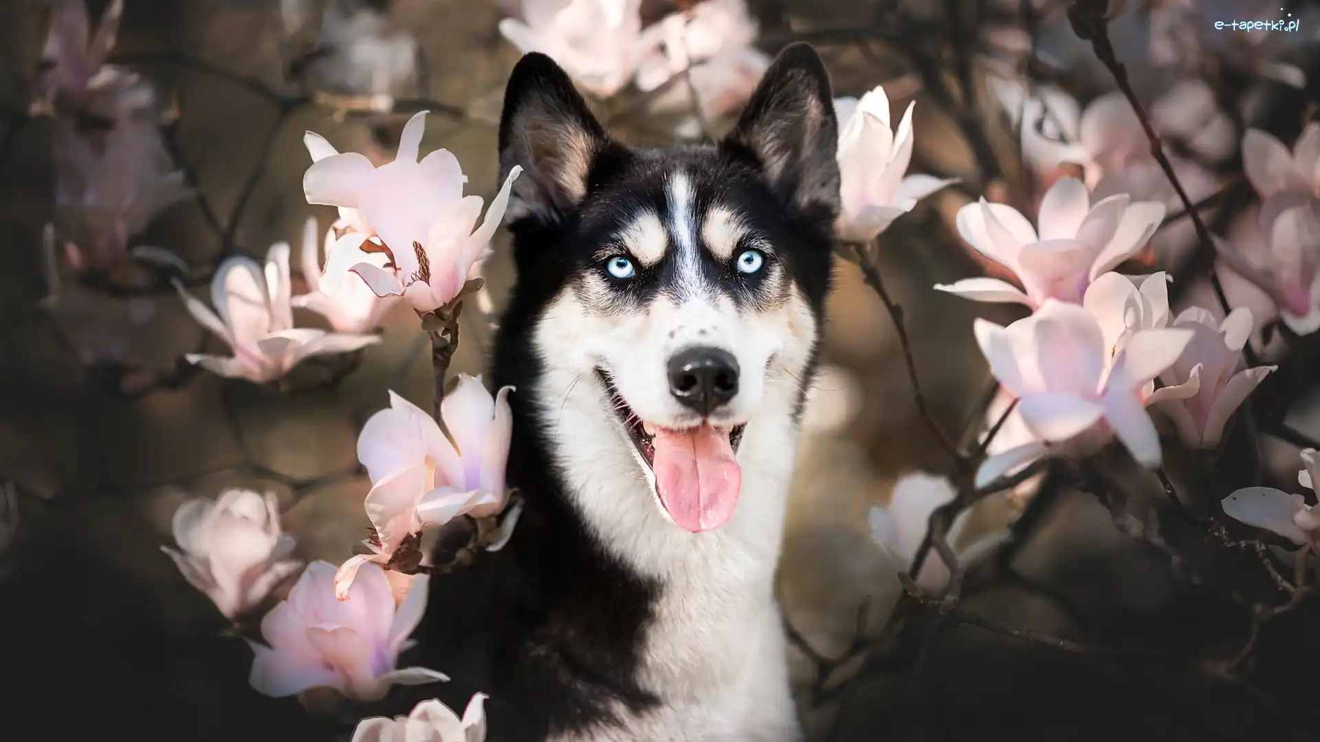 Pies, Mordka, Siberian husky, Magnolie, Kwiaty