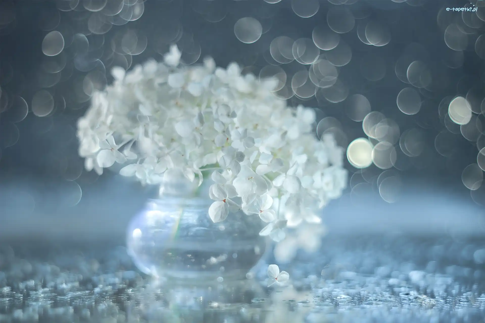 Białe, Bokeh, Kwiaty, Hortensja