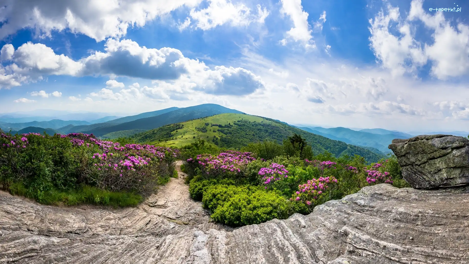 Różaneczniki, Góry Appalachy, Stan Tennessee, Szczyt Roan Mountain, Szlak Appalachów, Skały, Stany Zjednoczone