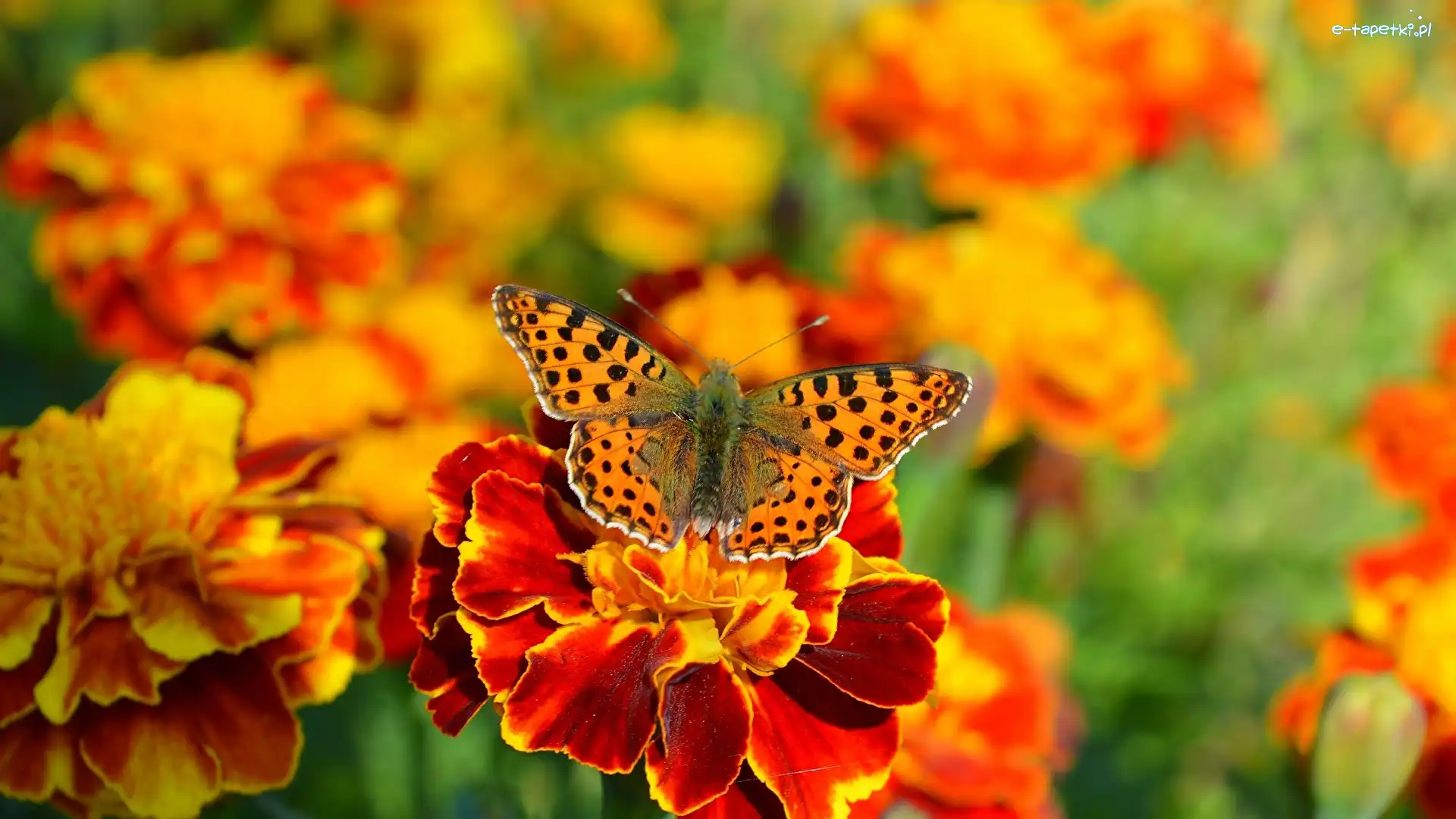 Kwiat, Motyl, Aksamitka, Rozmyte tło, Argynnis