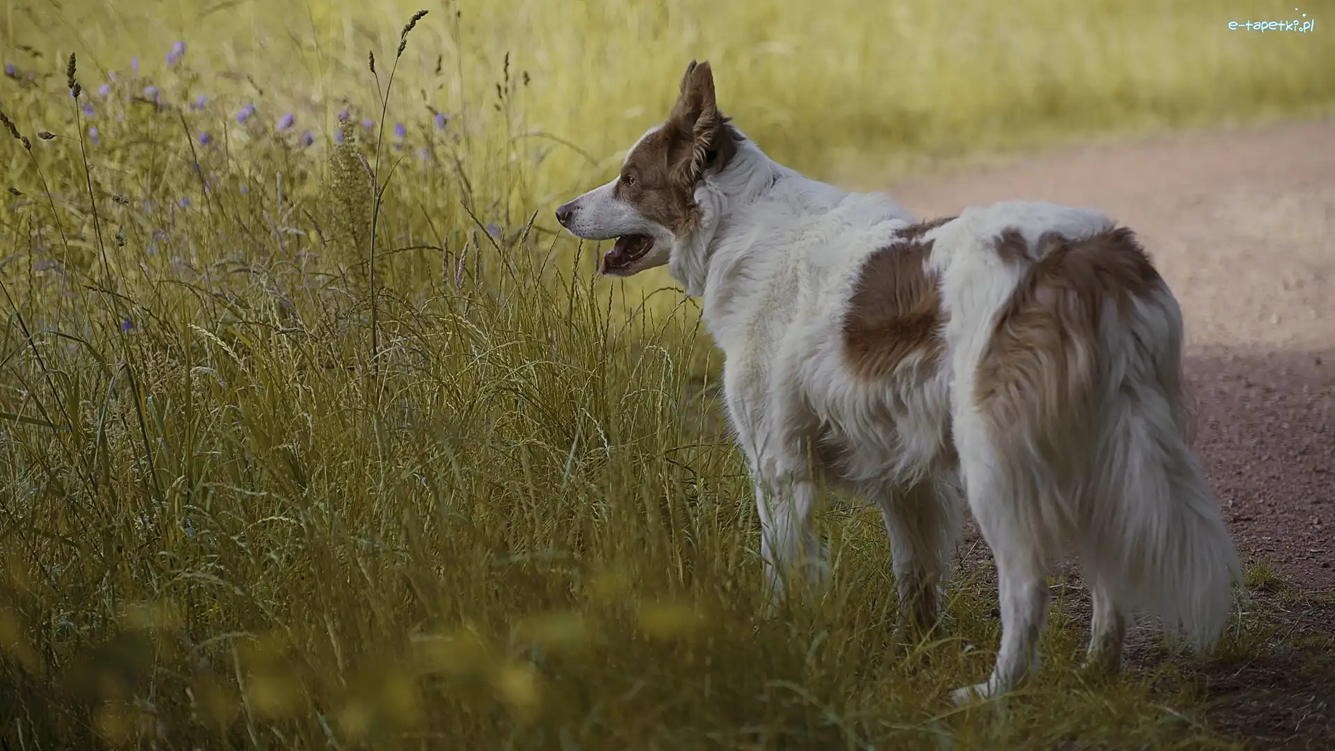 Kwiaty, Łąka, Trawa, Ścieżka, Border collie, Pies