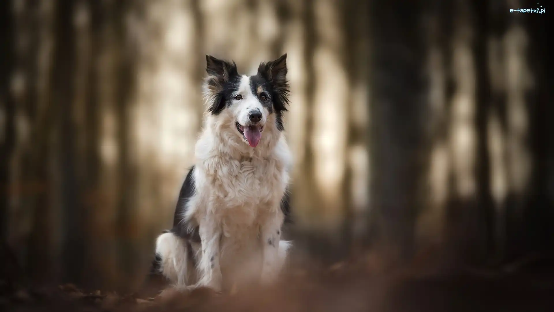 Rozmyte, Mordka, Jęzor, Tło, Border collie, Pies