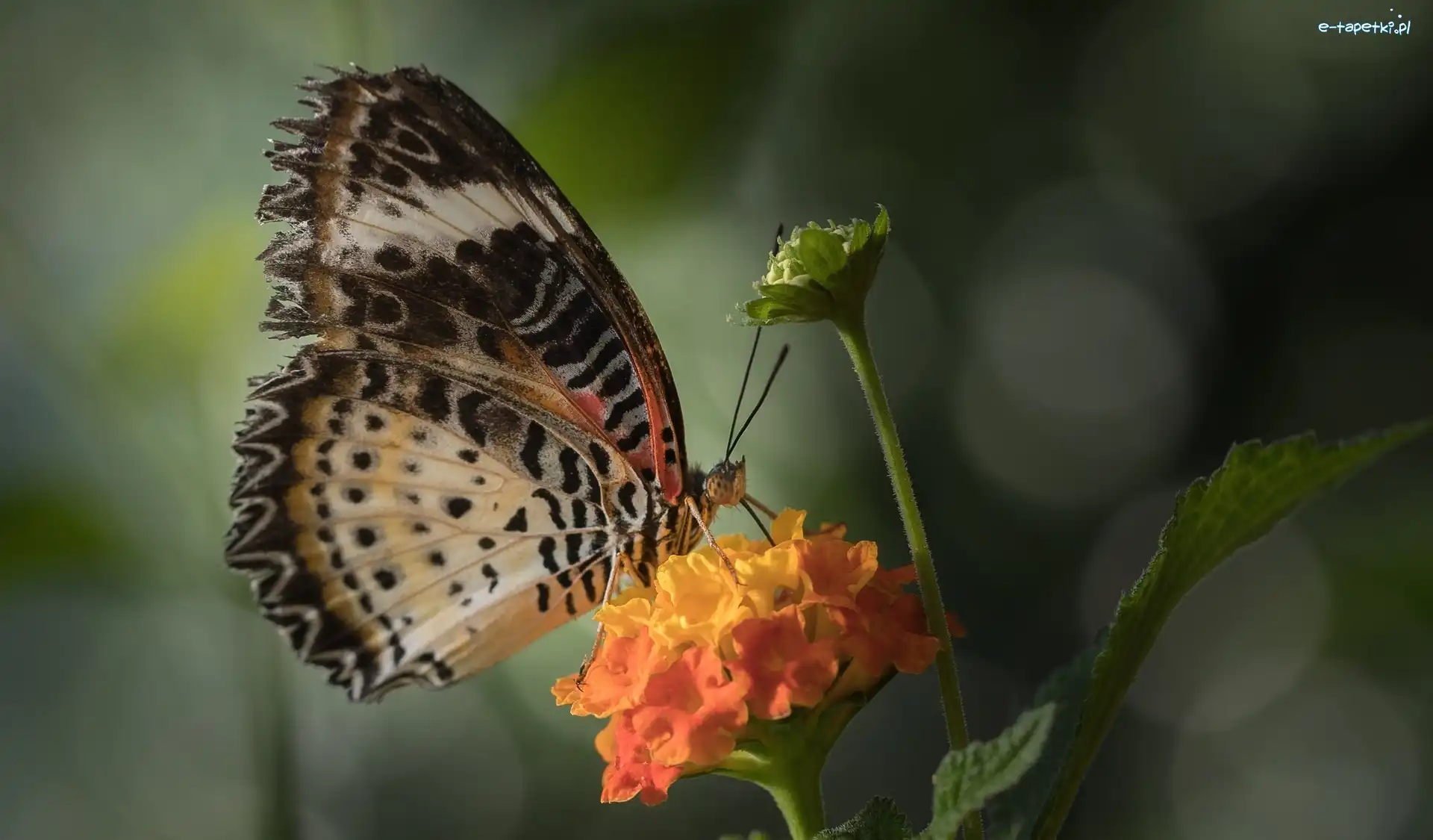 Euthalia lubentina, Kwiat, Pomarańczowy, Motyl