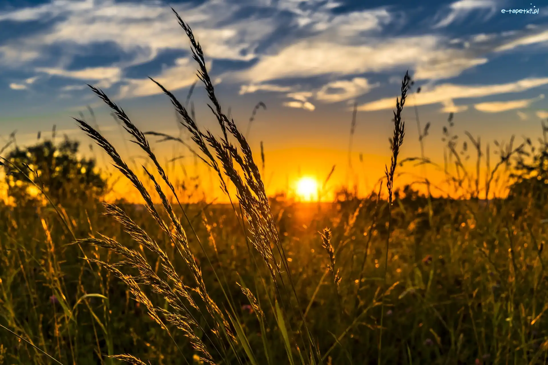 Łąka, Zachodzące słońce, Roślinność, Trawa