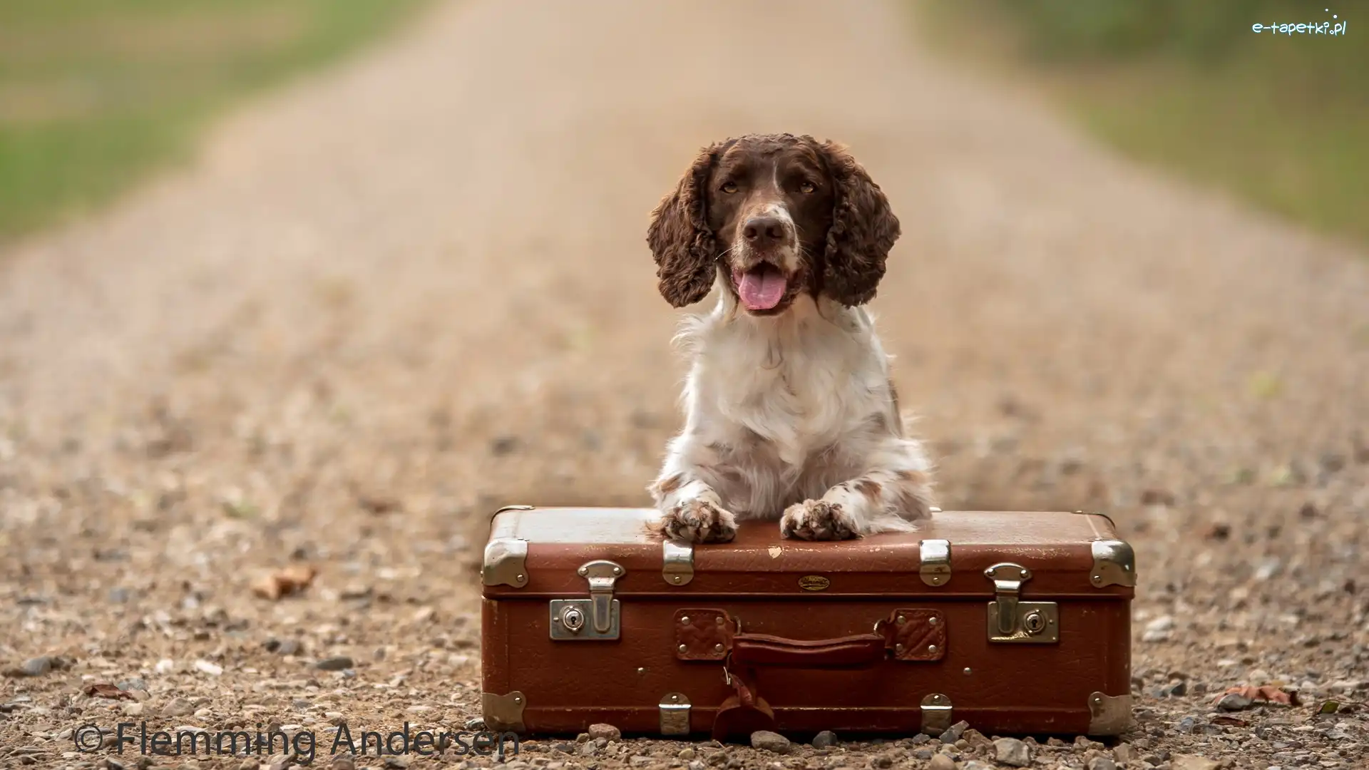 Springer spaniel angielski, Droga, Walizka, Pies