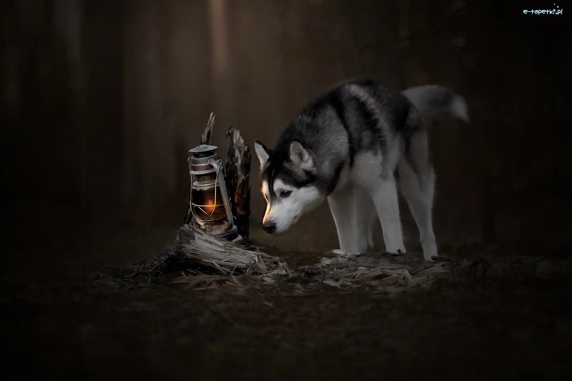 Lampa naftowa, Siberian husky, Pies