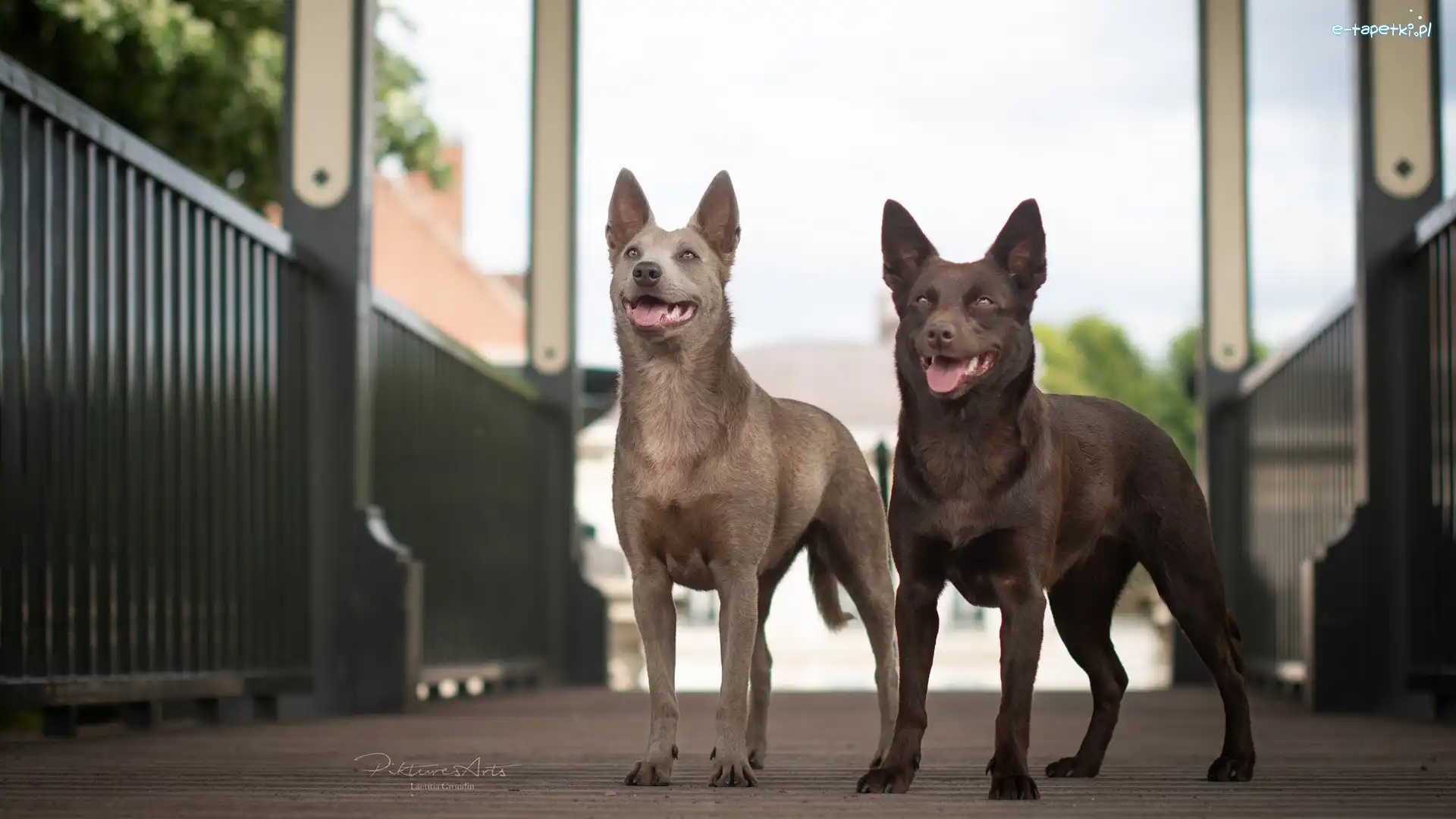 Kładka, Owczarek australijski kelpie, Psy