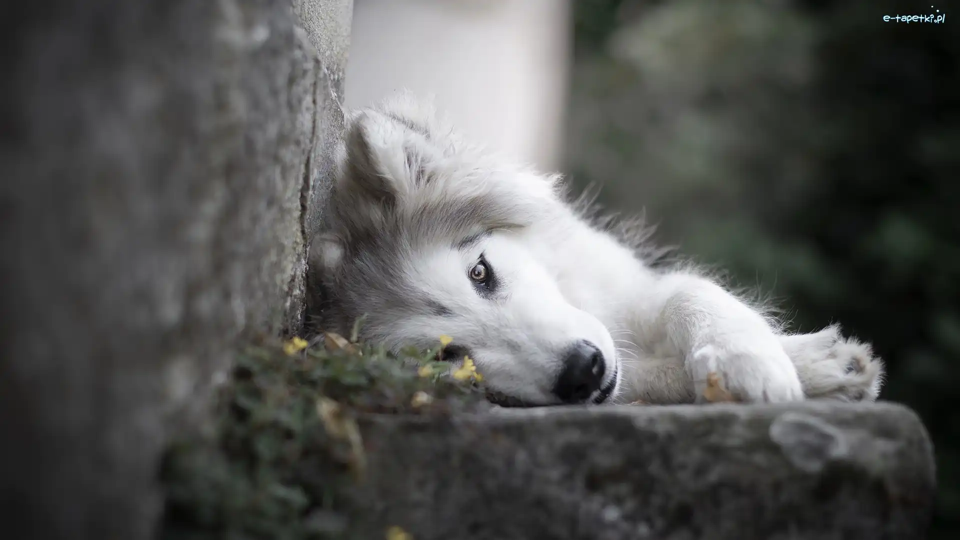 Leżący, Murek, Siberian husky, Pies