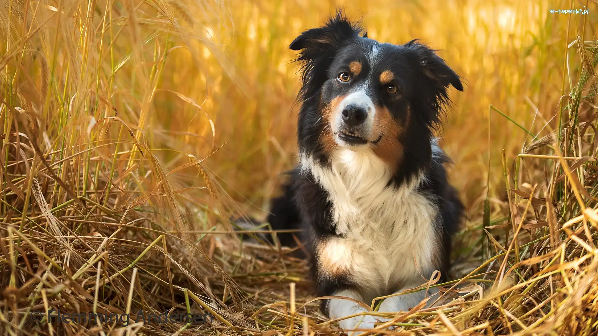 Zboże, Border collie, Pies