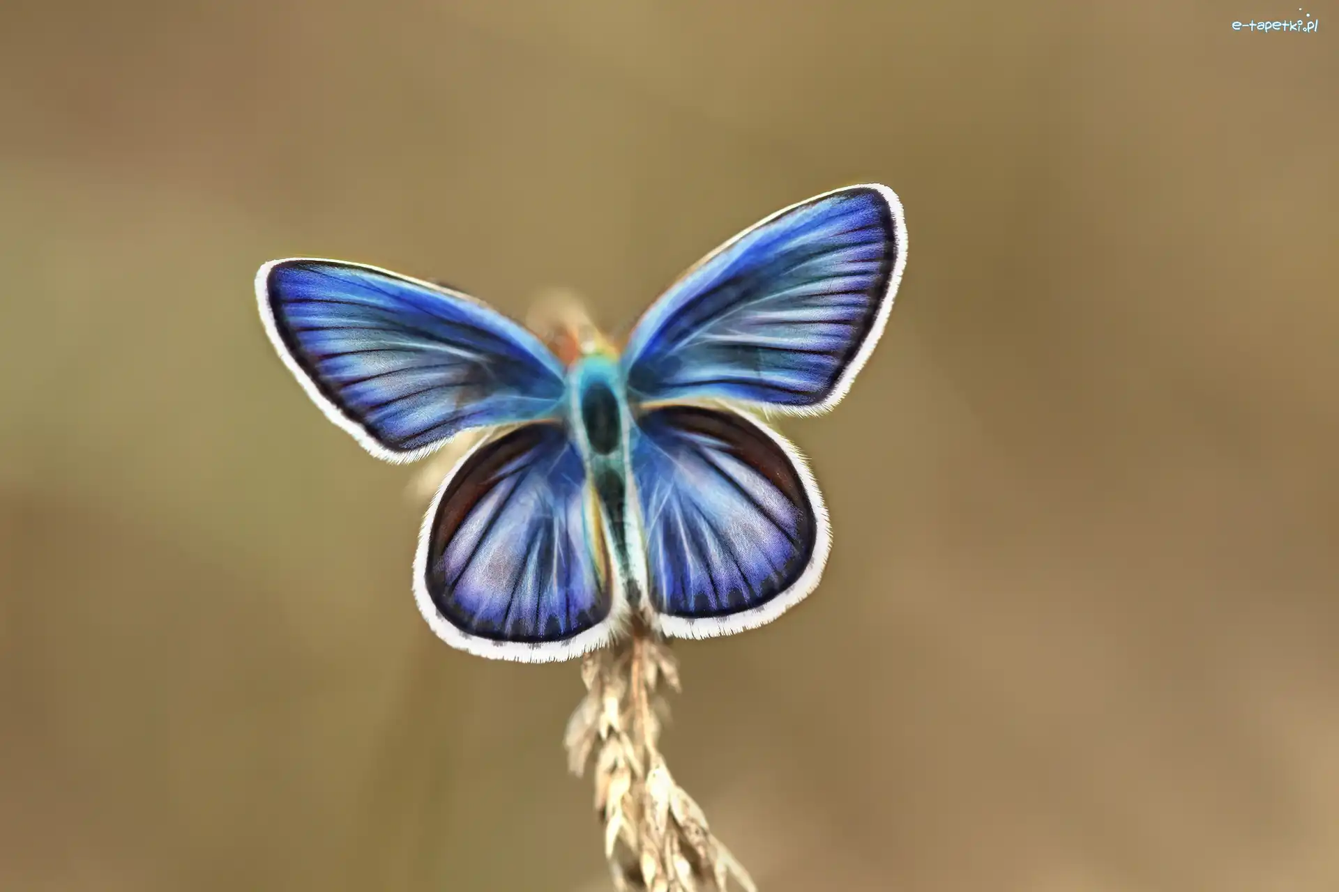 Fractalius, Niebieski, Motyl