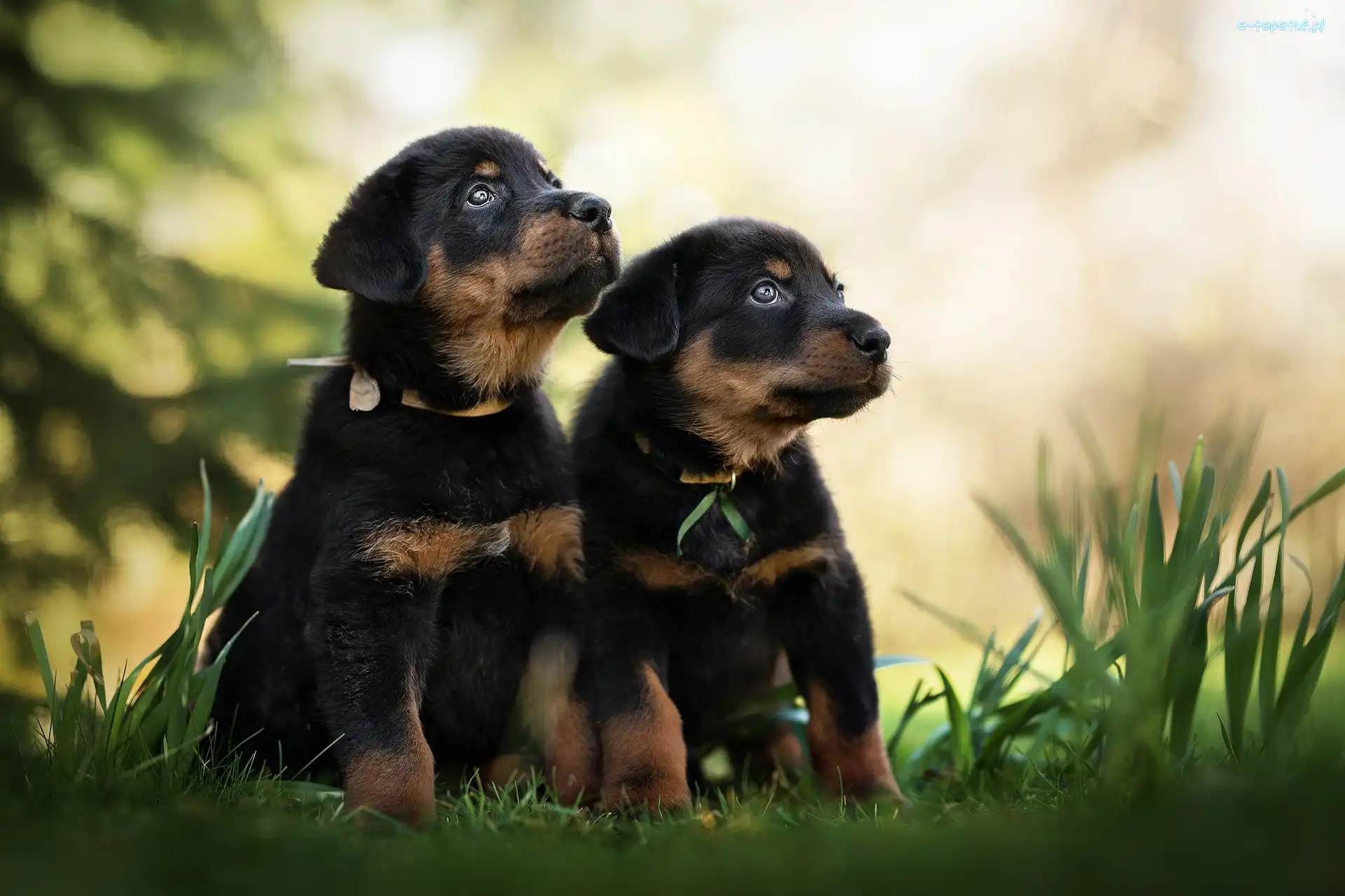 Szczeniaki, Trawa, Owczarki francuskie Beauceron, Dwa
