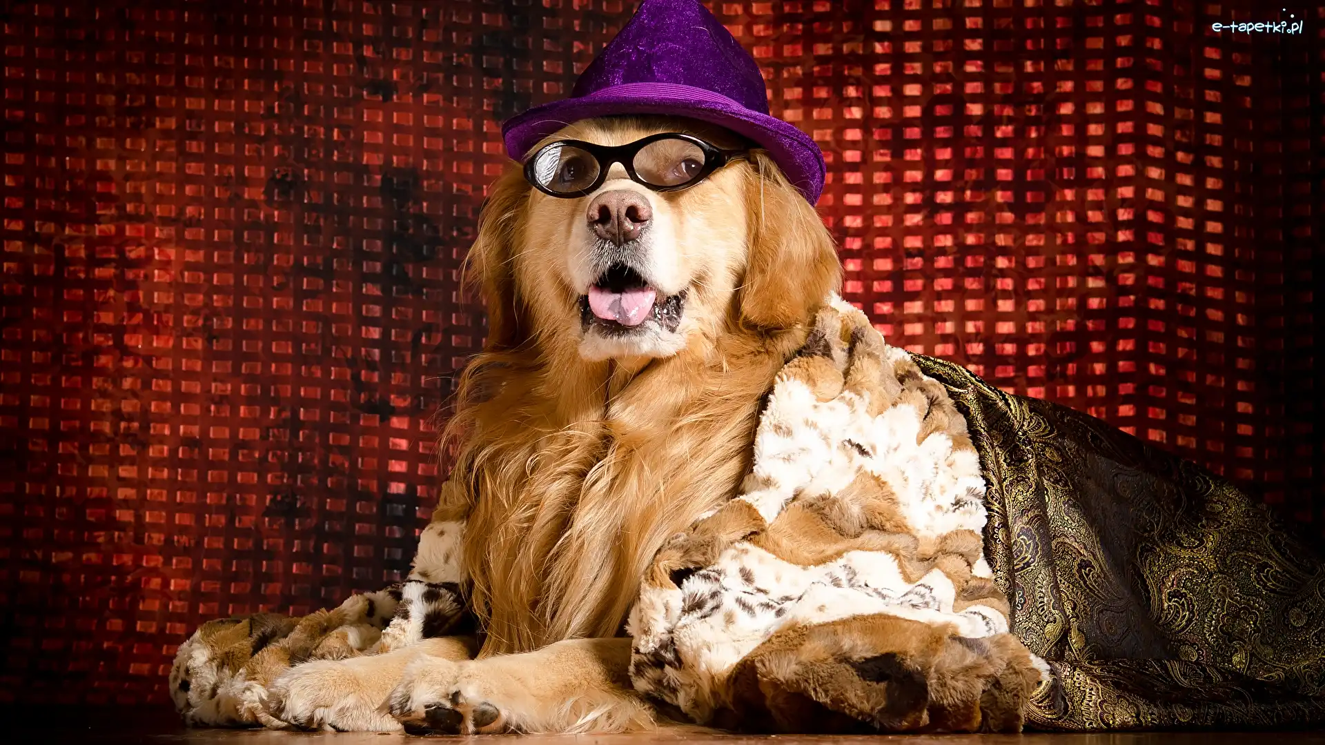 Pies, Kapelusz, Golden retriever, Koc, Okulary