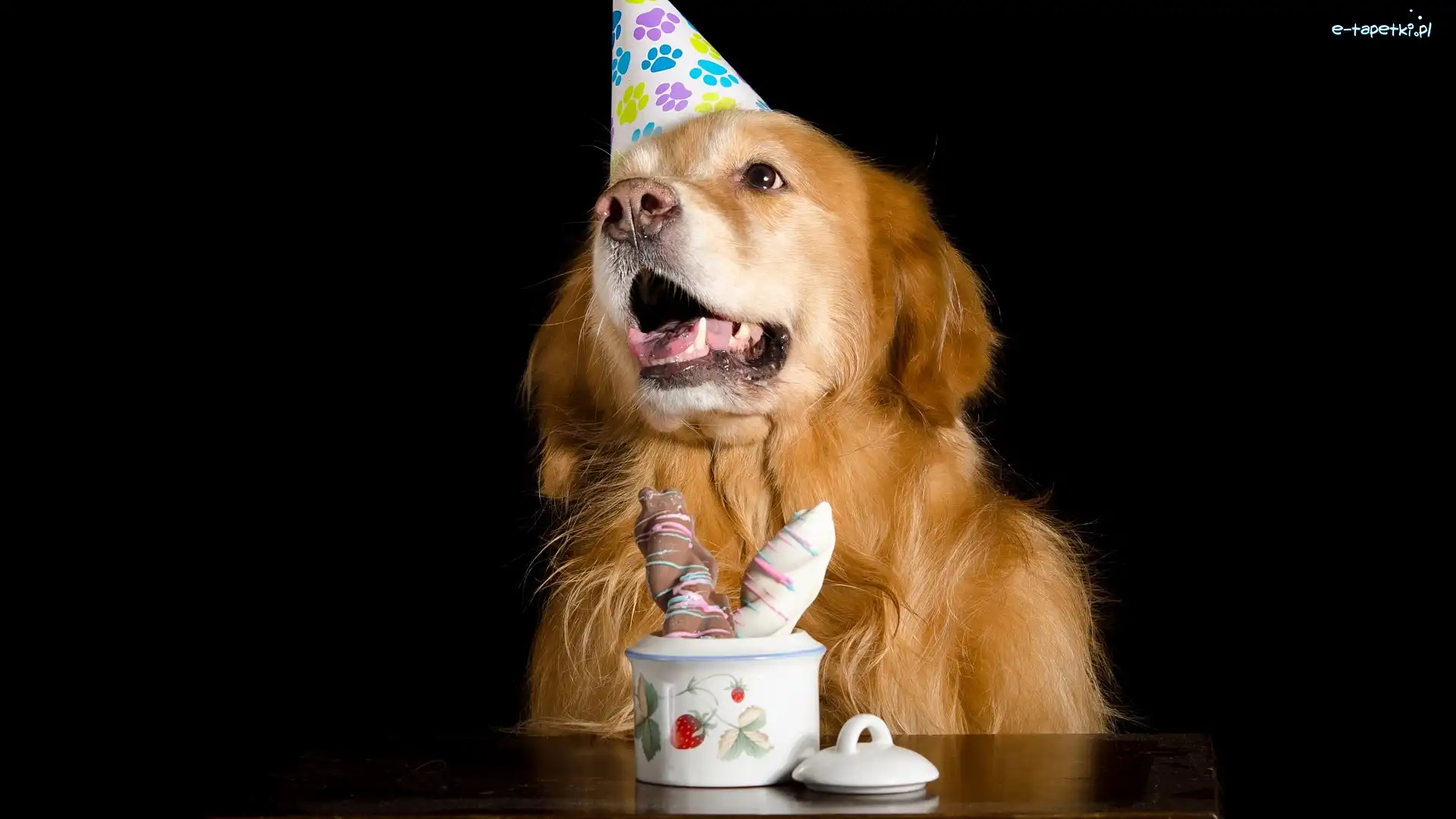 Pies, Czapeczka, Golden retriever, Stół, Słodkości