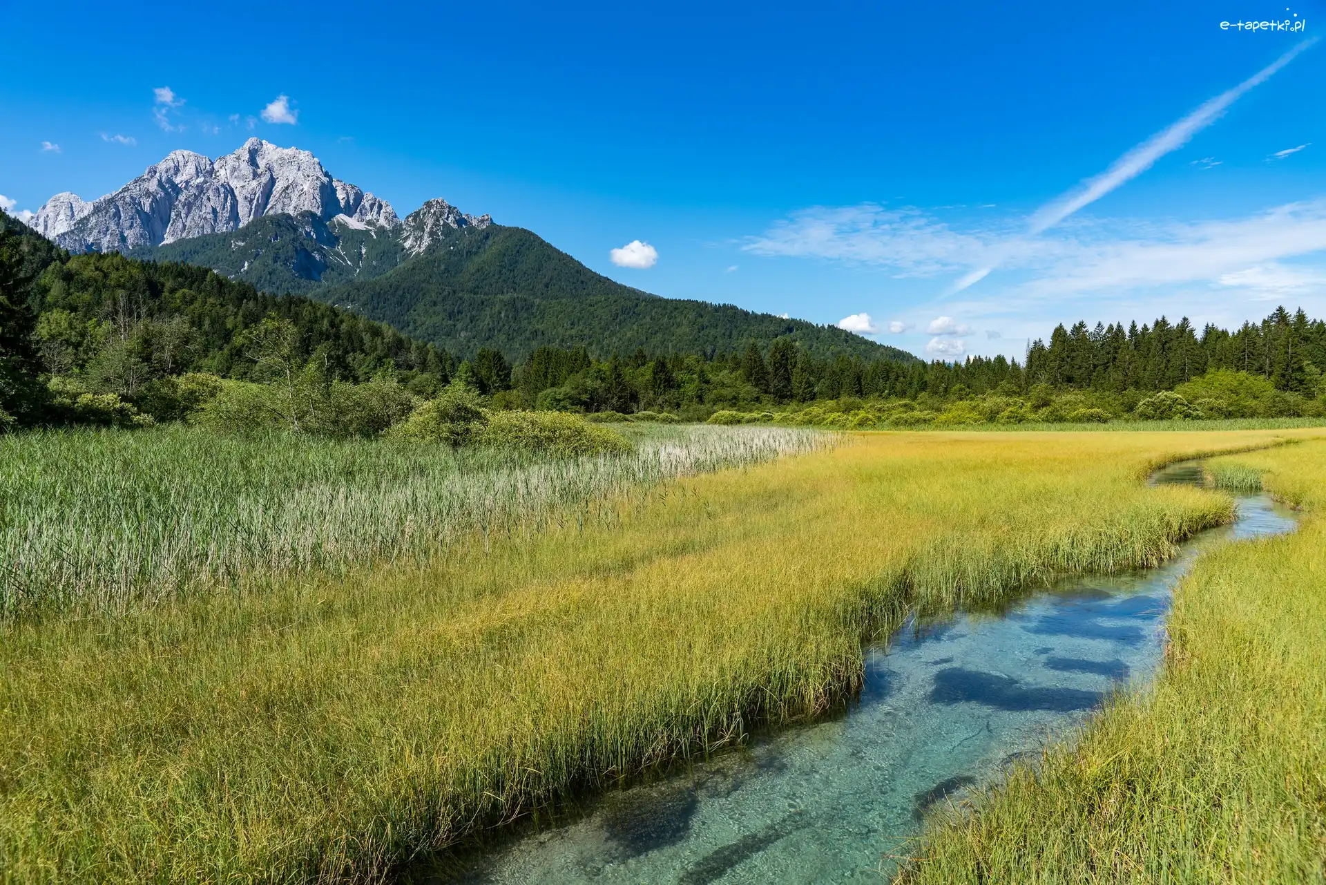 Trawa, Kranjska Gora, Rzeka Sawa, Drzewa, Rezerwat przyrody Zelenci Springs, Słowenia
