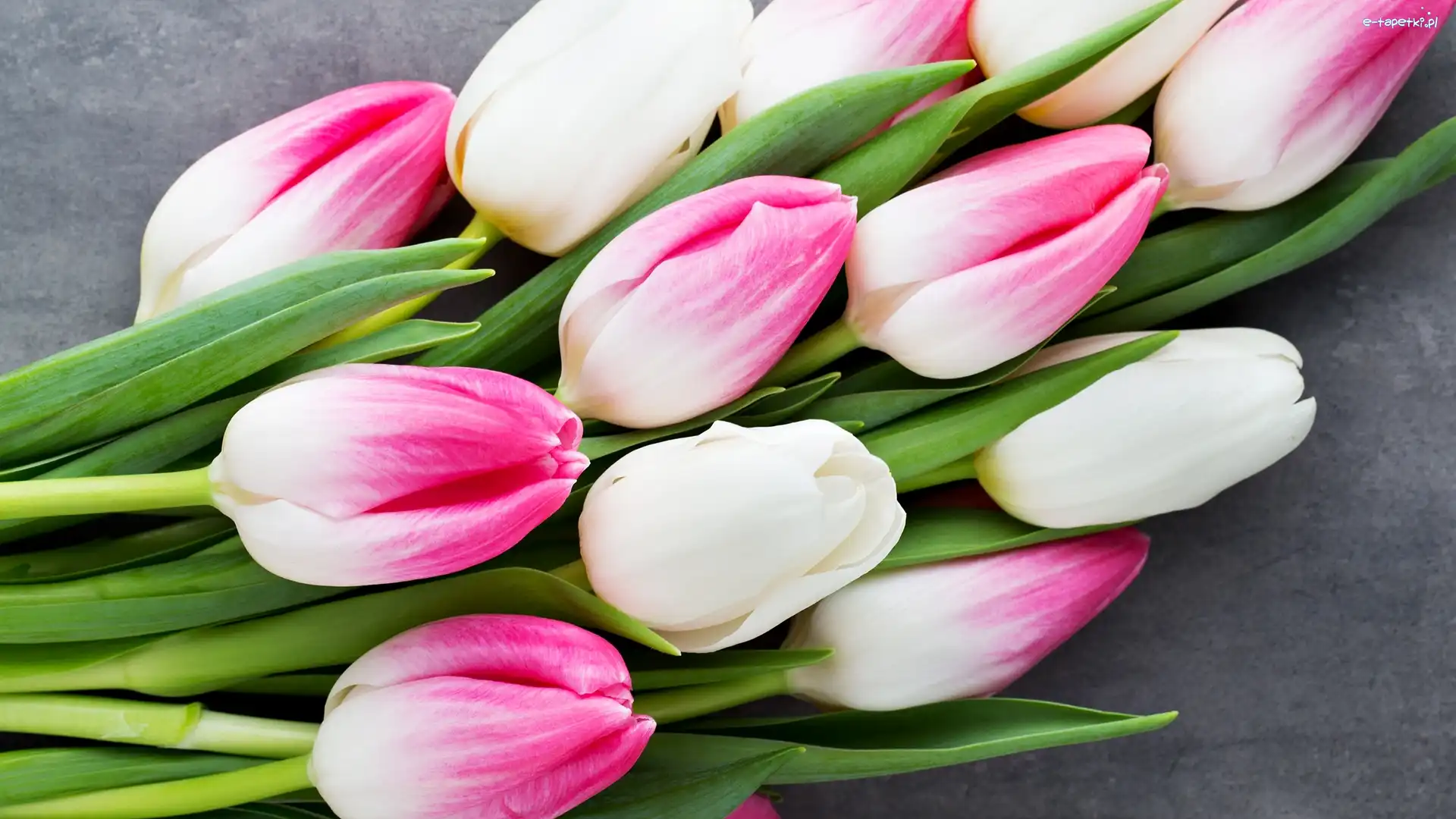 Biało-różowe, Tulipany, Kwiaty