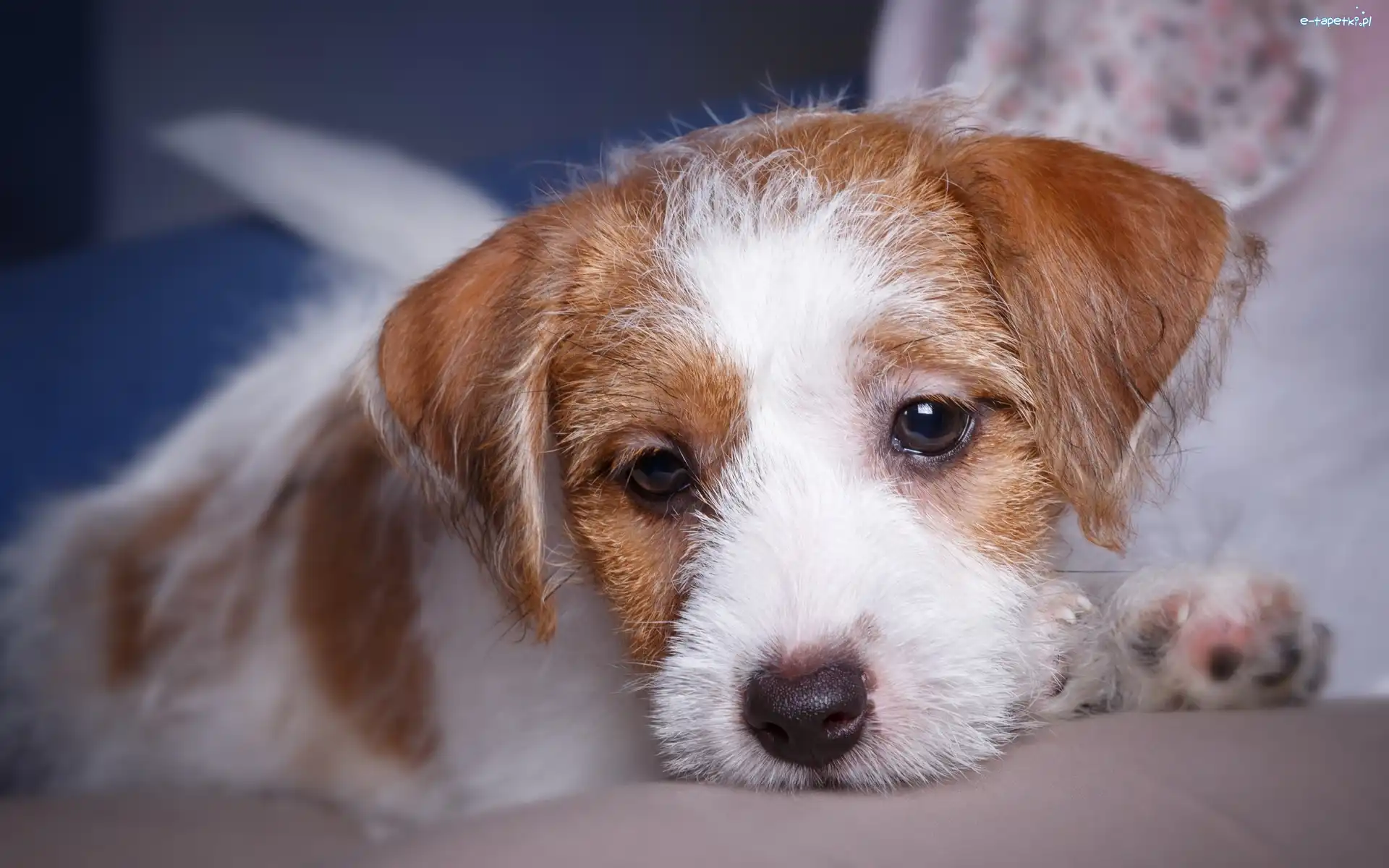 Jack Russell terier, Szczeniak, Pies