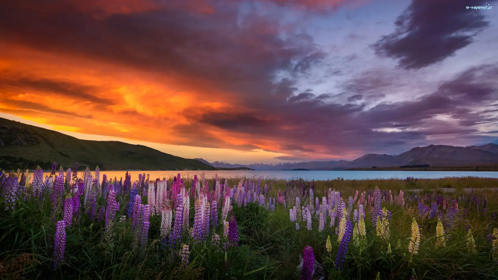 Zachód słońca, Jezioro Tekapo, Łąka, Góry, Łubin, Nowa Zelandia