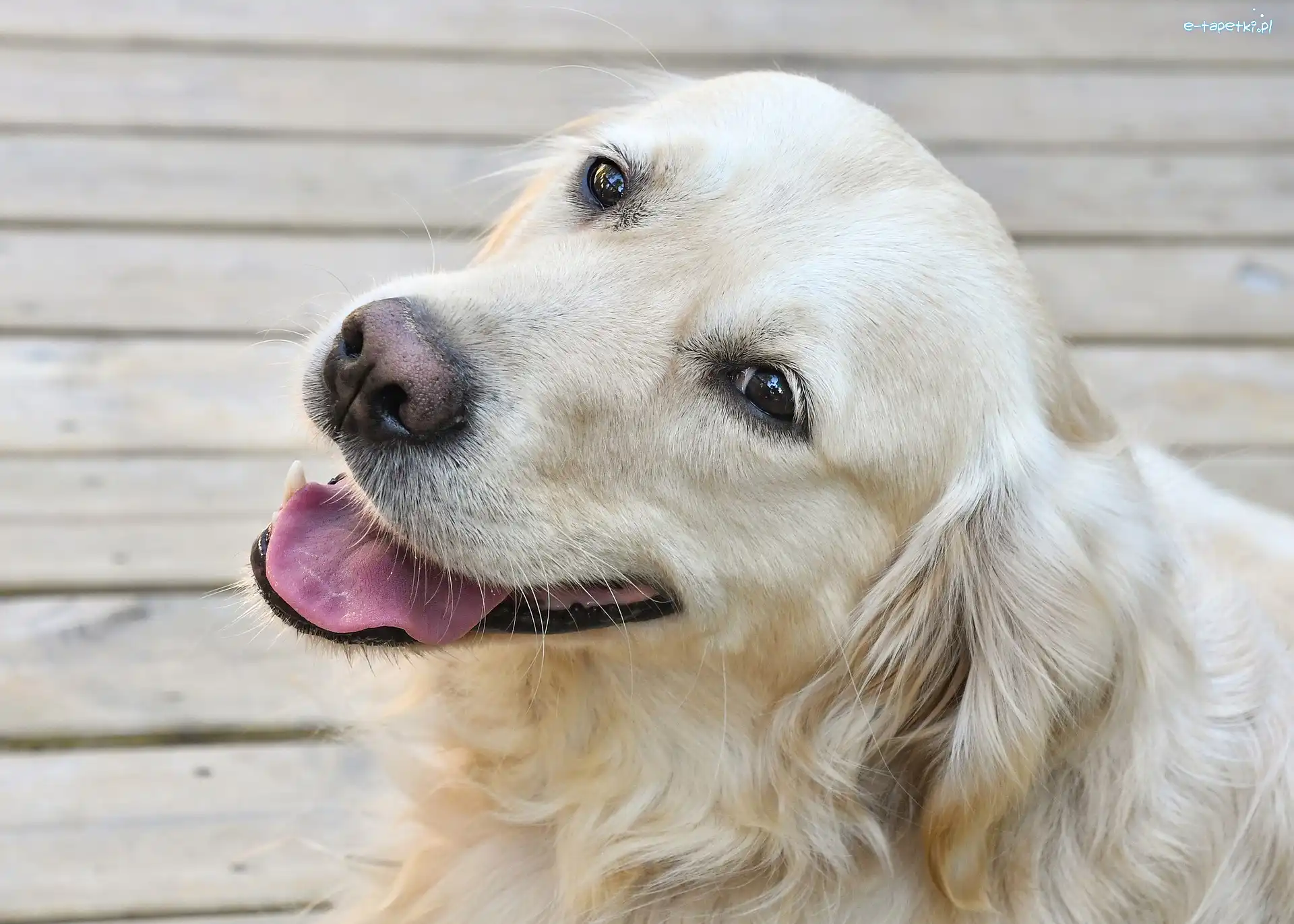 Pyszczek, Golden retriever, Pies