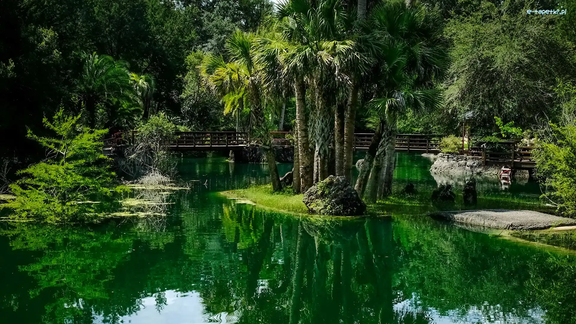 Stany Zjednoczone, Staw, Palmy, Ogród, Ogród botaniczny Cedar Lakes Woods and Gardens, Stan Floryda, Mostek