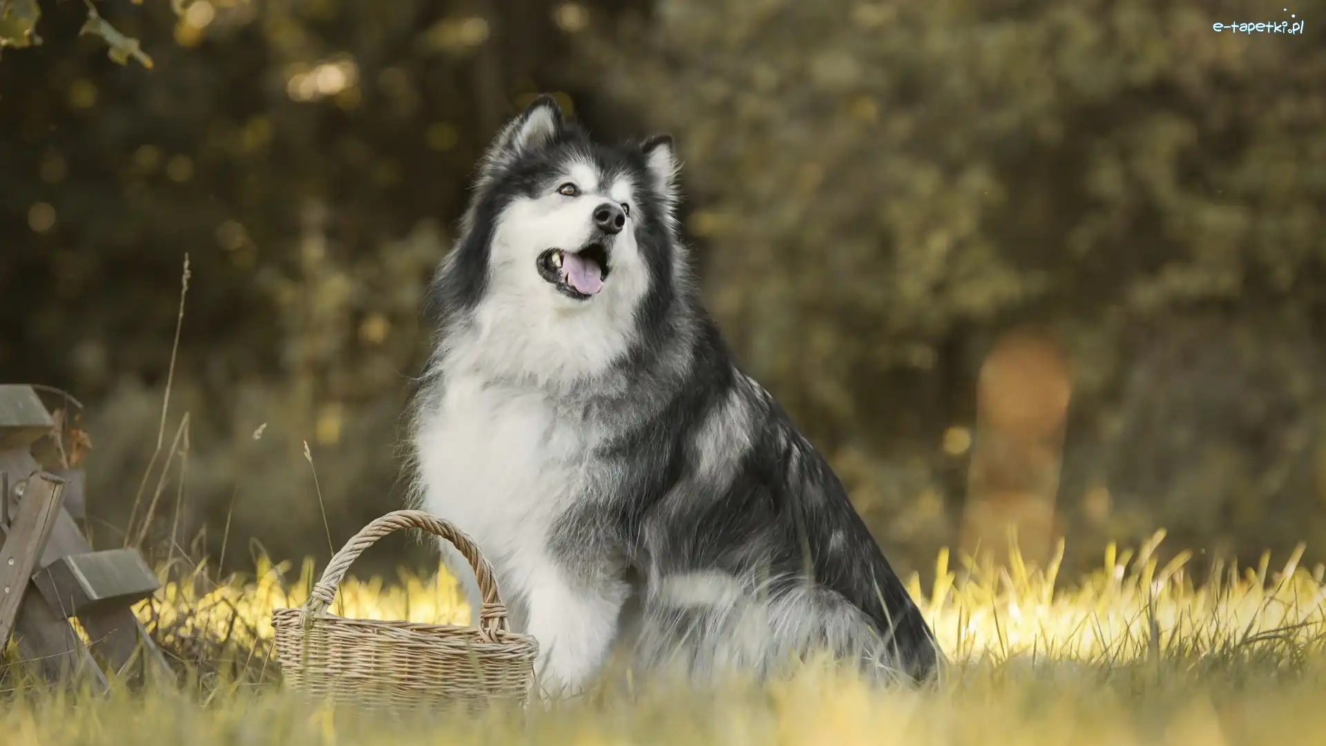 Alaskan malamute, Kosz, Trawa, Pies