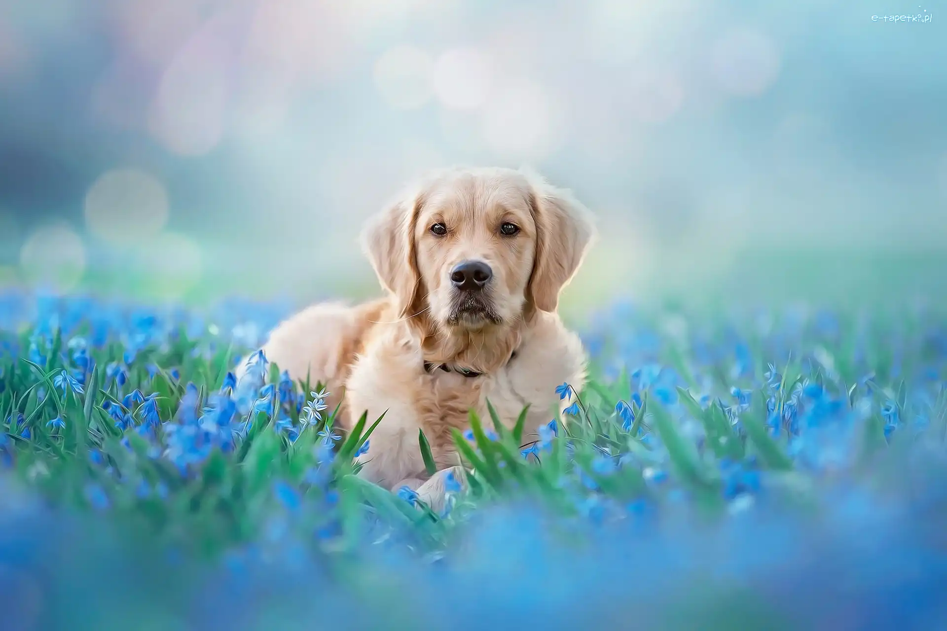 Kwiaty, Golden Retriever, Niebieskie, Grafika, Pies, Leżący