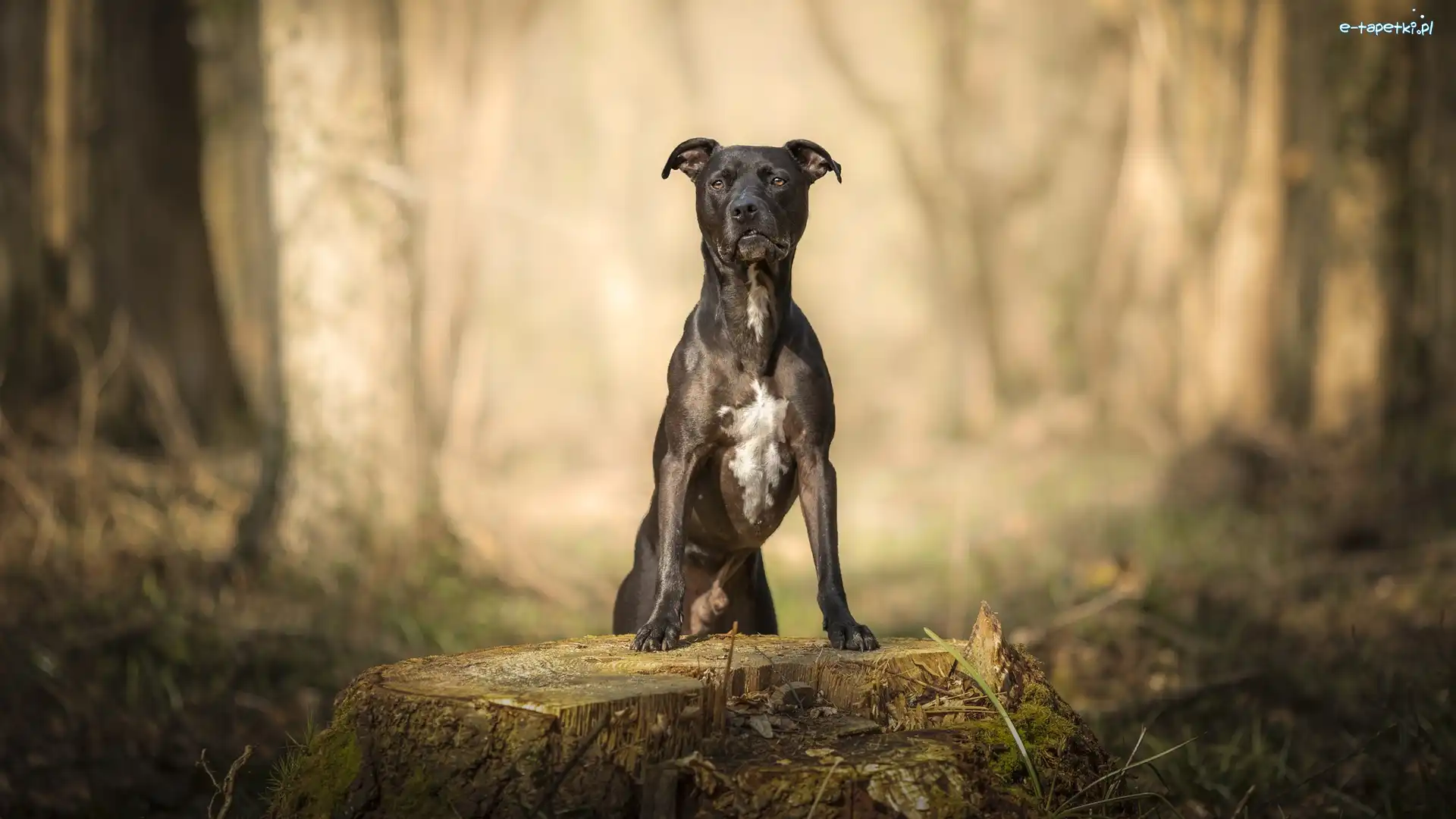 Pit Bull terrier, Drzewa, Pień, Pies