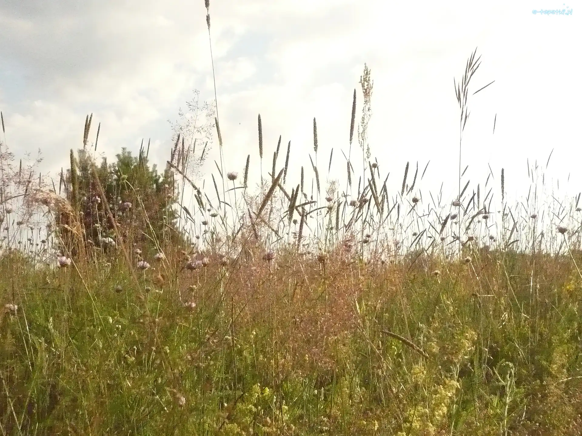 Zborze, Lato